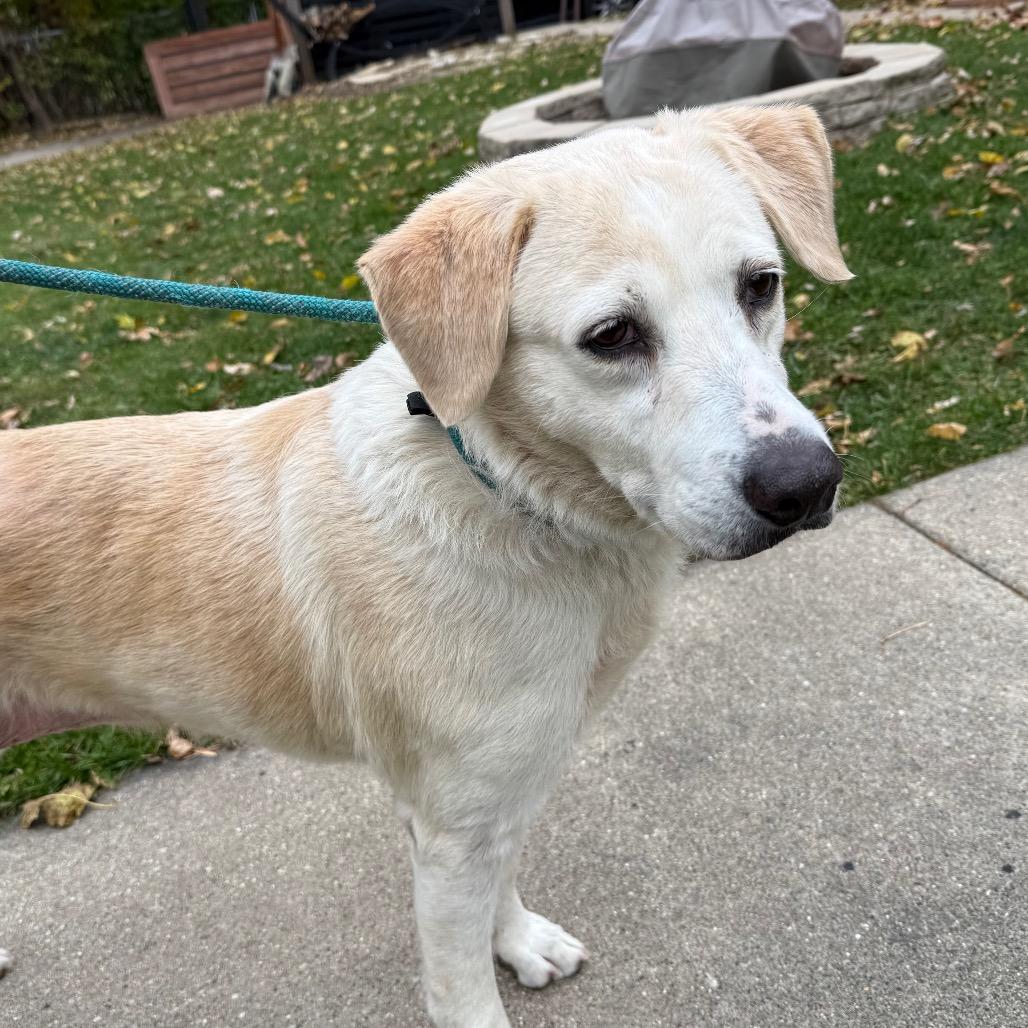 Lucy $400, a Adoptable Yellow Labrador Retriever in Milwaukee, WI image 3/5