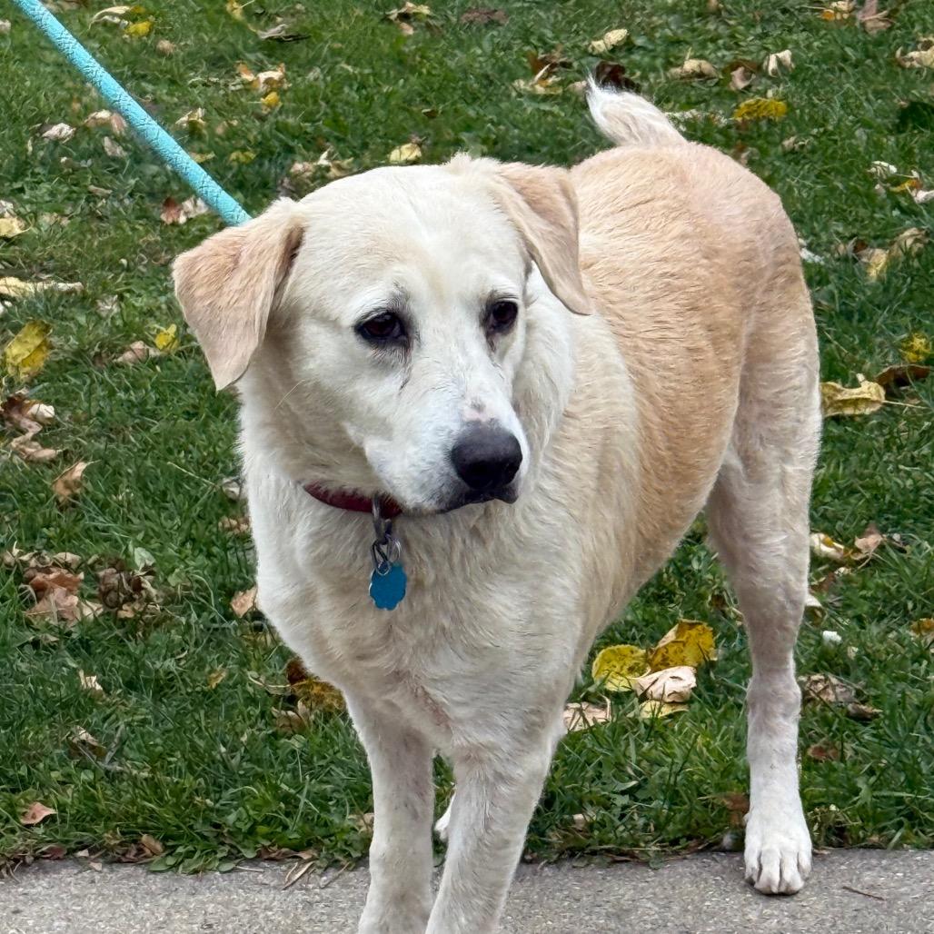 Lucy $400, a Adoptable Yellow Labrador Retriever in Milwaukee, WI image 4/5