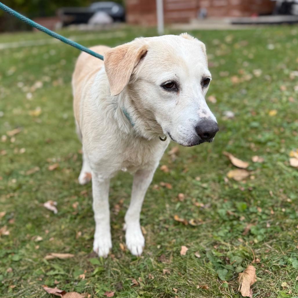 Lucy $400, a Adoptable Yellow Labrador Retriever in Milwaukee, WI image 5/5