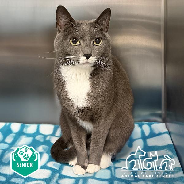 Enlarge YUUMI, a Adoptable Domestic Short Hair in Irvine, CA image 1/1