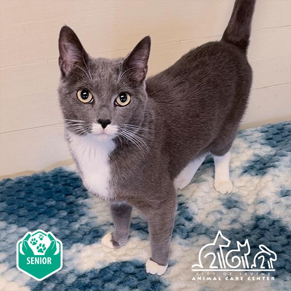 YUUMI, Adoptable, Adult Female Domestic Short Hair.