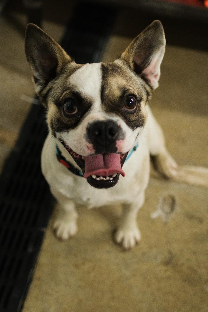 Luke, Adoptable, Young Male French Bulldog.