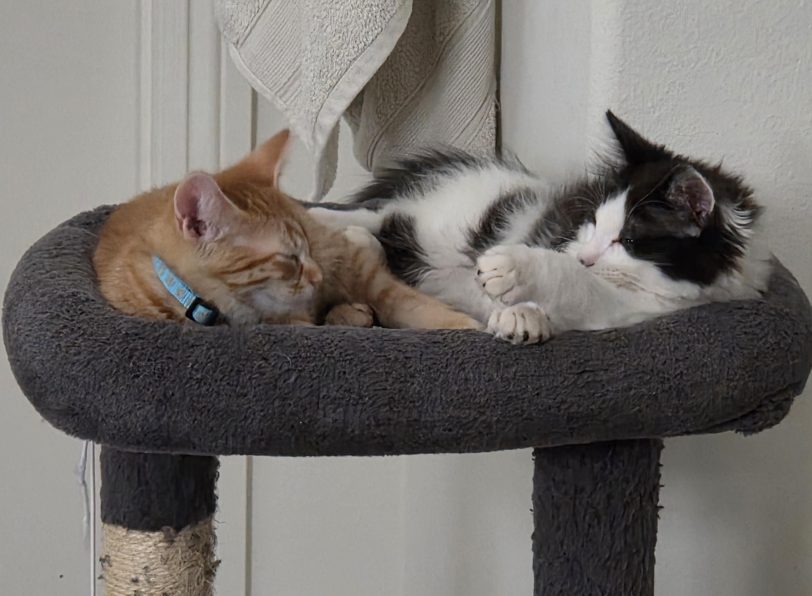 Han Solo & Luigi, ADOPTABLE, Young Male Domestic Medium Hair.