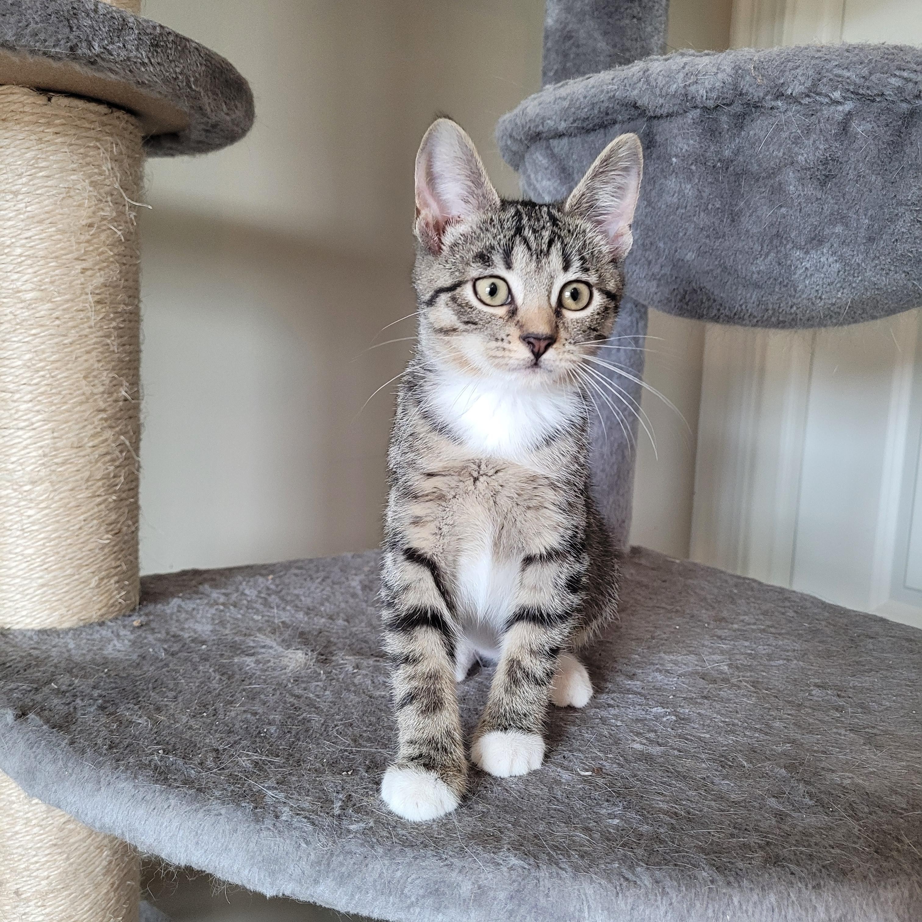 Enlarge Parker & Blair, an adopted Domestic Short Hair in Indianapolis, IN image 3/6