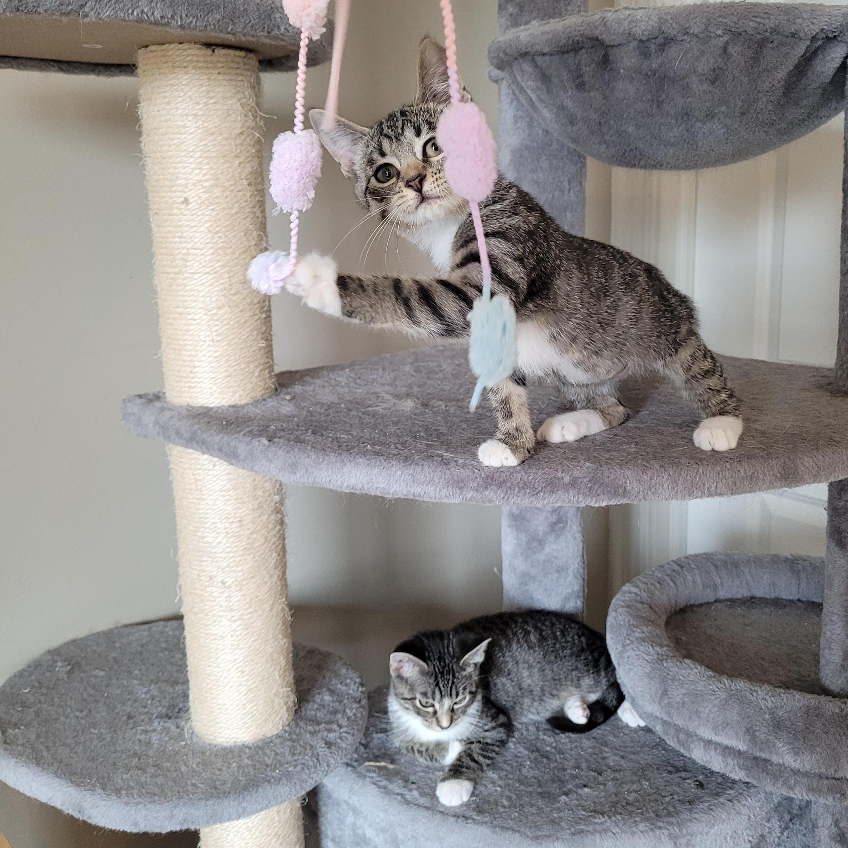 Enlarge Parker & Blair, an adopted Domestic Short Hair in Indianapolis, IN image 2/6