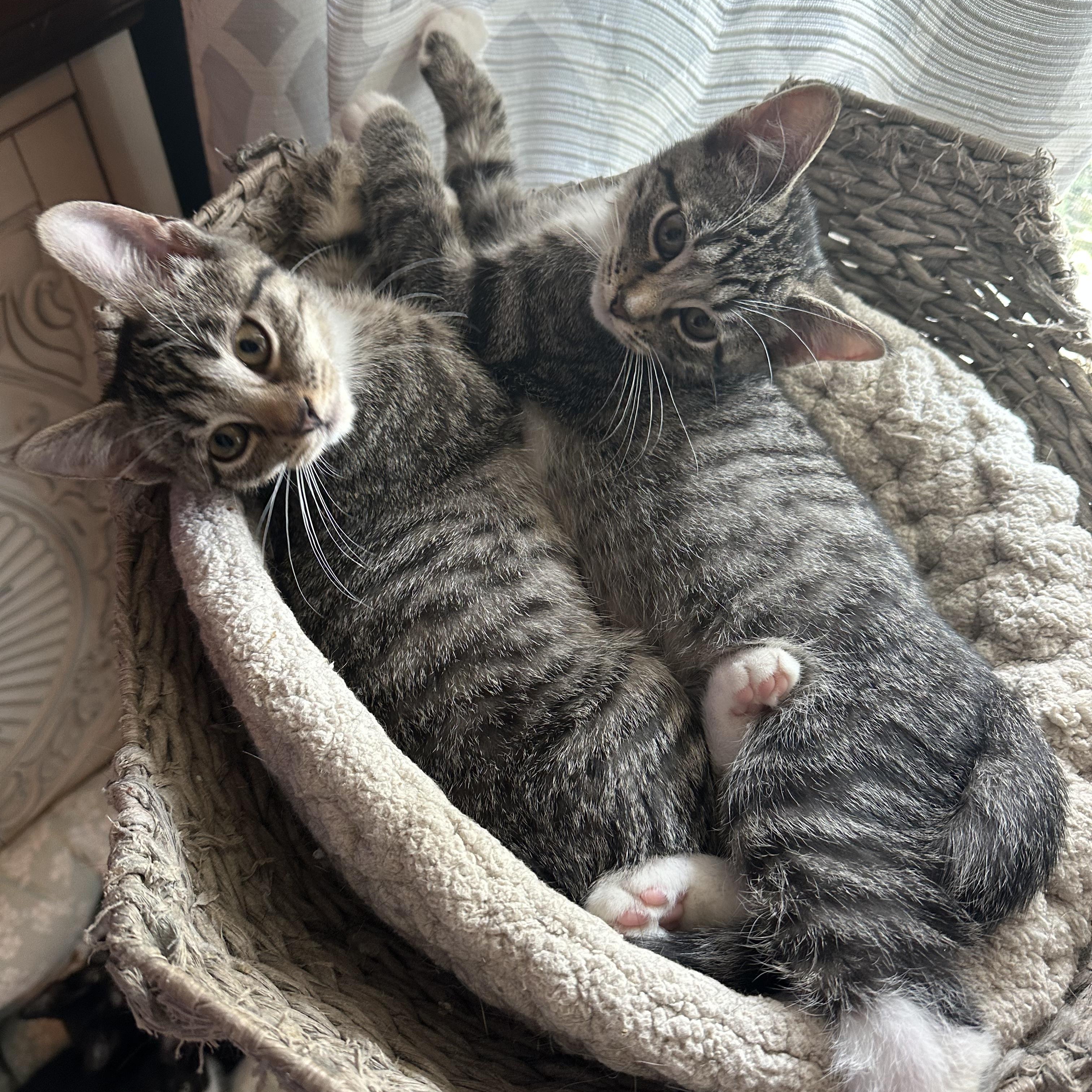 Parker & Blair, adopted, Kitten Male Domestic Short Hair.