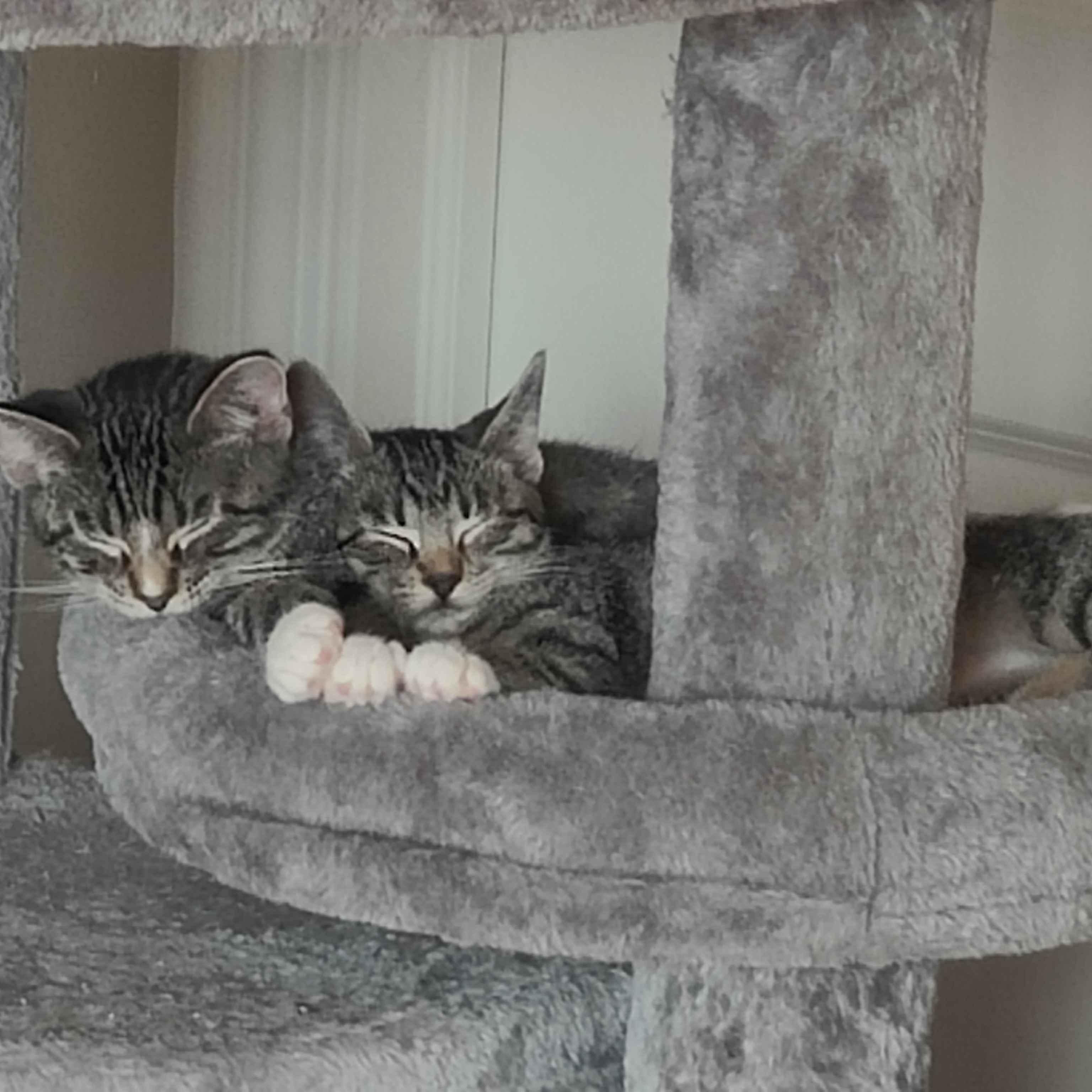 Enlarge Parker & Blair, an adopted Domestic Short Hair in Indianapolis, IN image 6/6