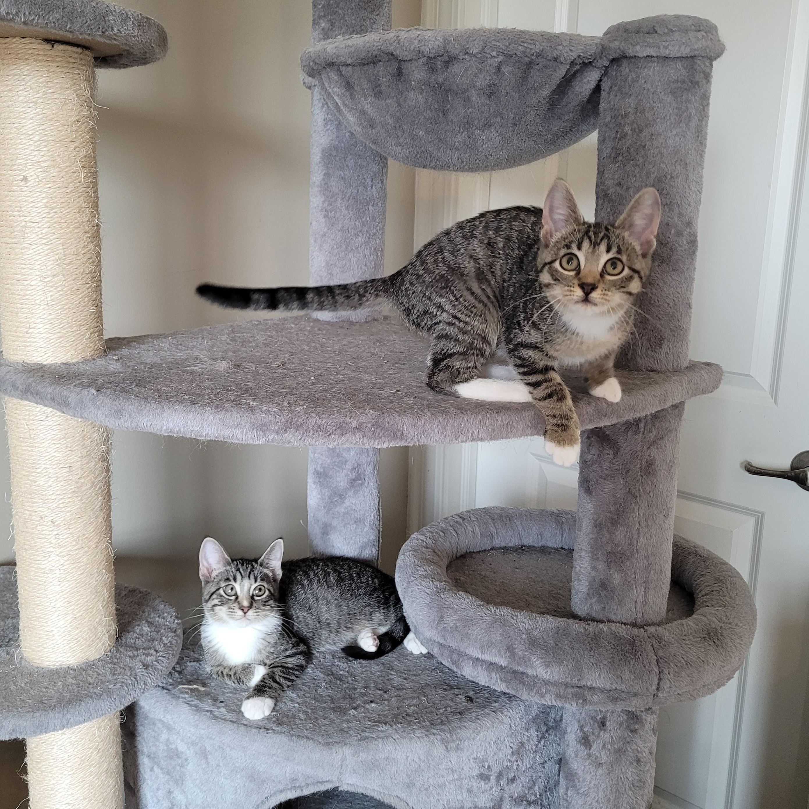 Enlarge Parker & Blair, an adopted Domestic Short Hair in Indianapolis, IN image 5/6