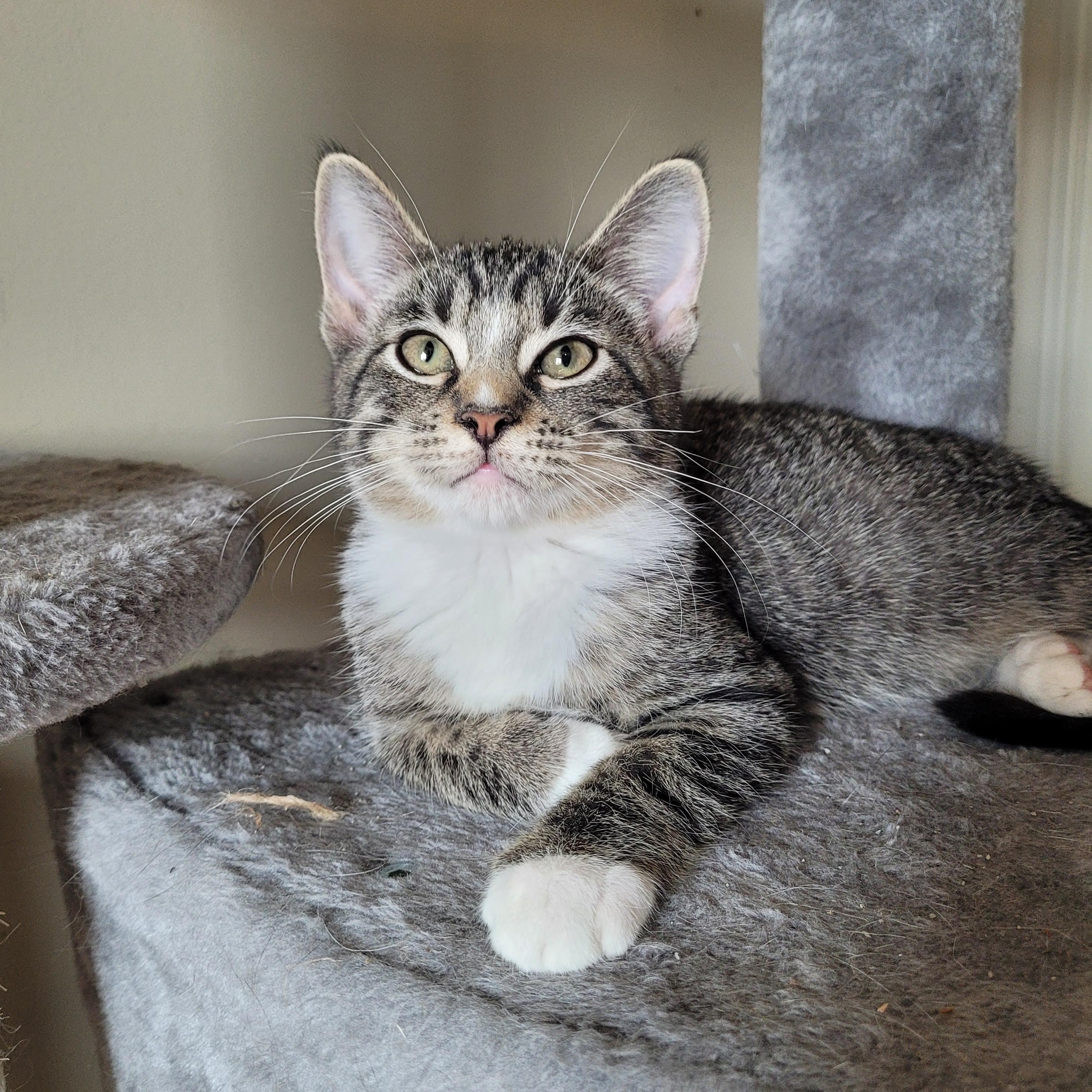 Enlarge Parker & Blair, an adopted Domestic Short Hair in Indianapolis, IN image 4/6