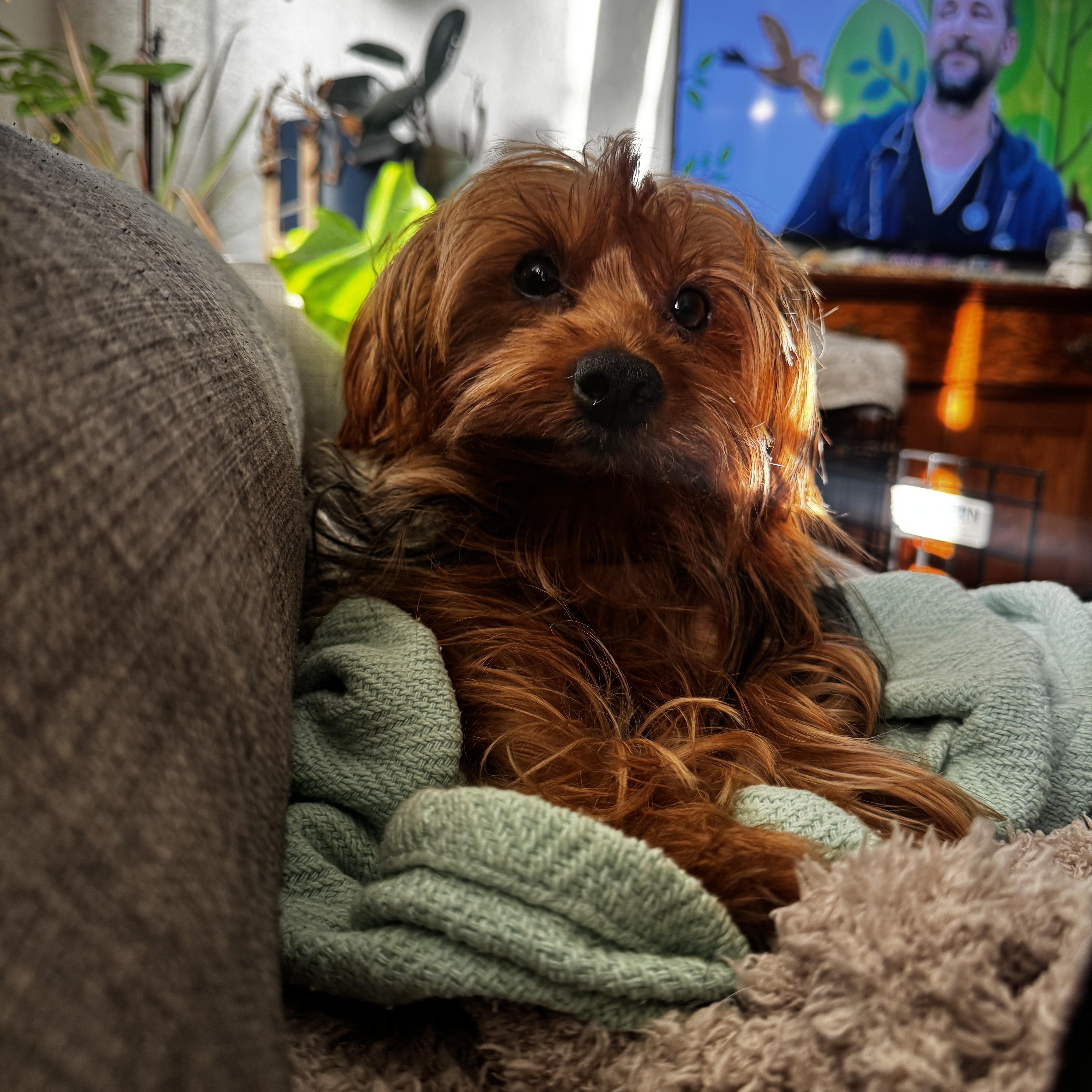 Enlarge Mimi, an adoptable Yorkshire Terrier in Los Angeles, CA image 1/4