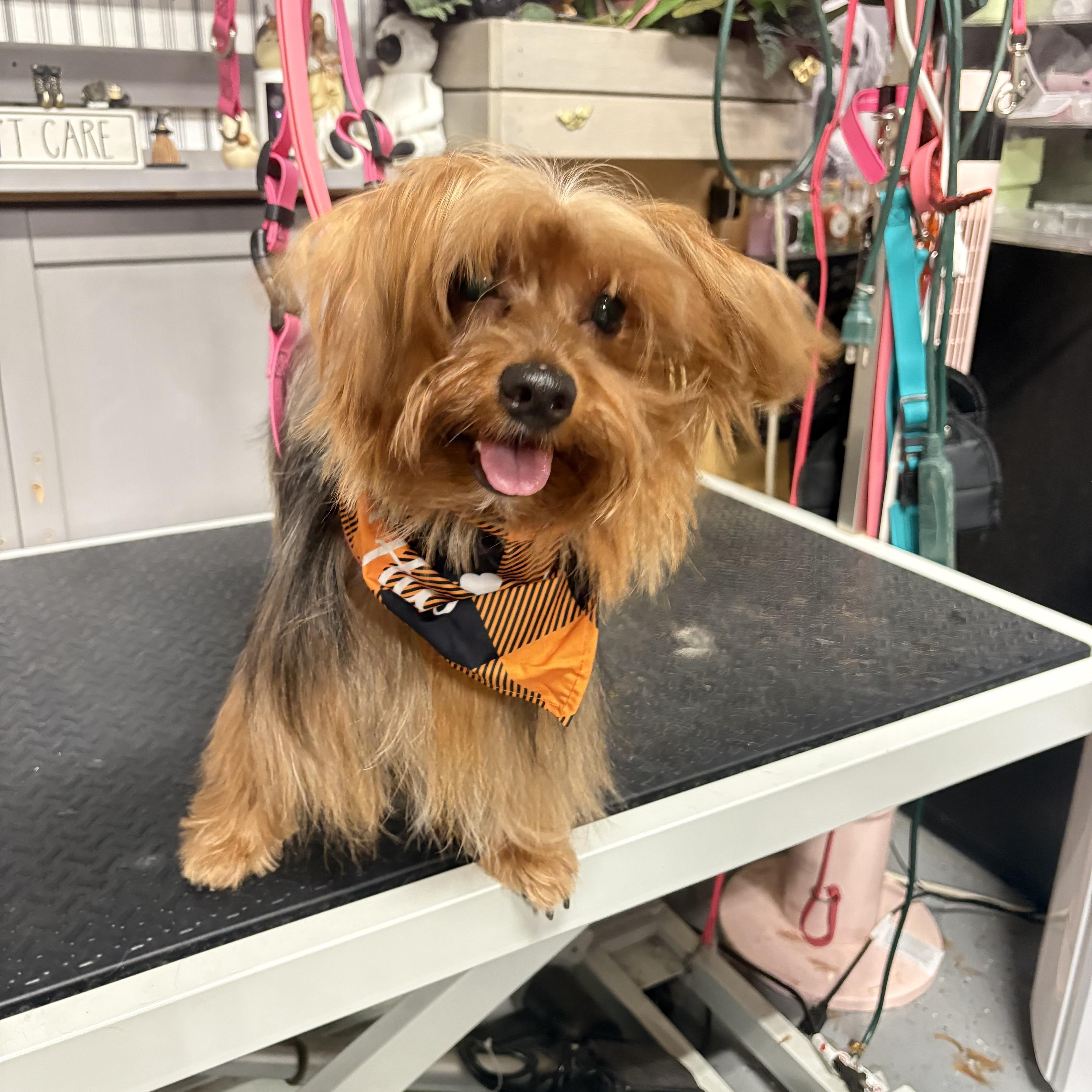 Enlarge Mimi, an adoptable Yorkshire Terrier in Los Angeles, CA image 2/4