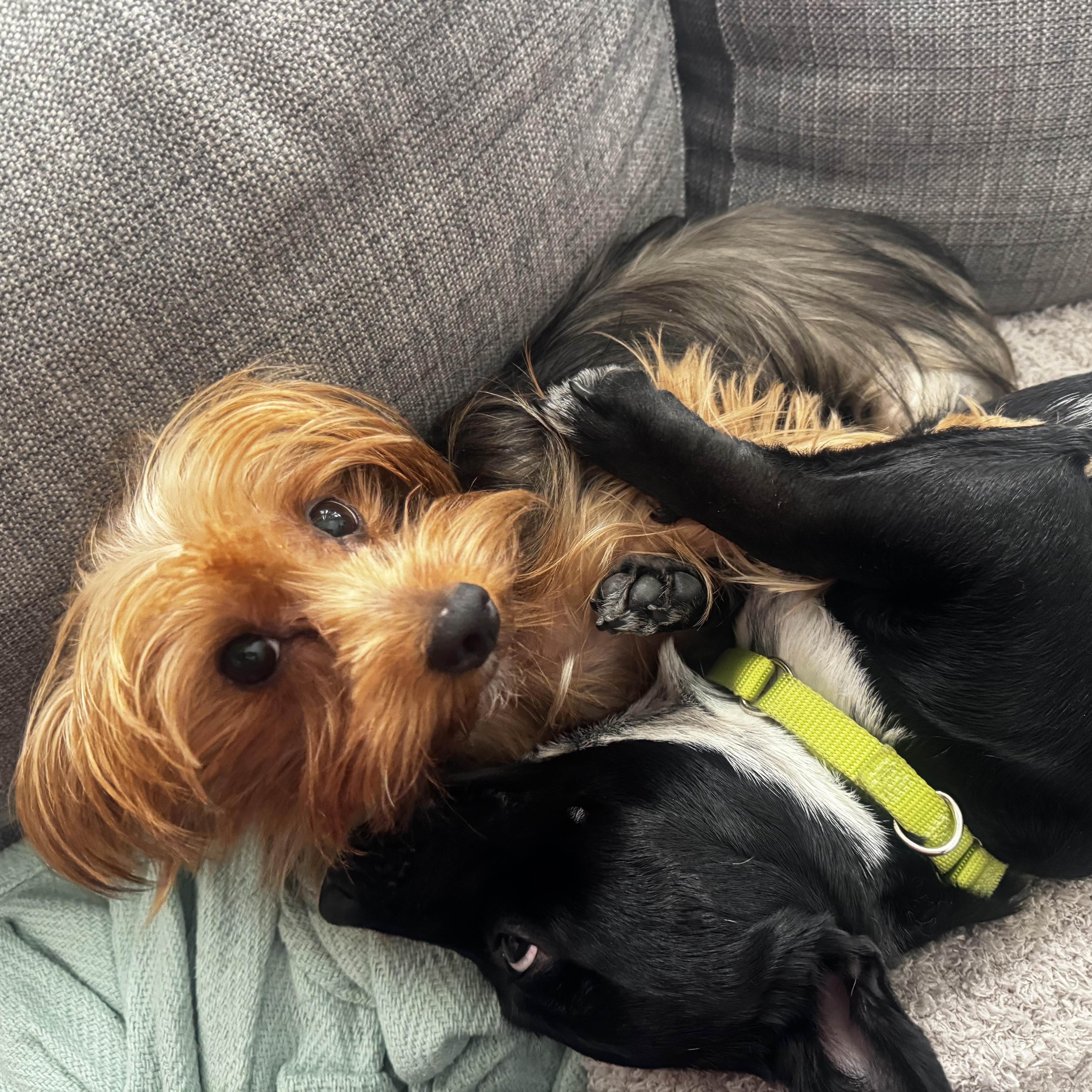 Enlarge Mimi, an adoptable Yorkshire Terrier in Los Angeles, CA image 4/4