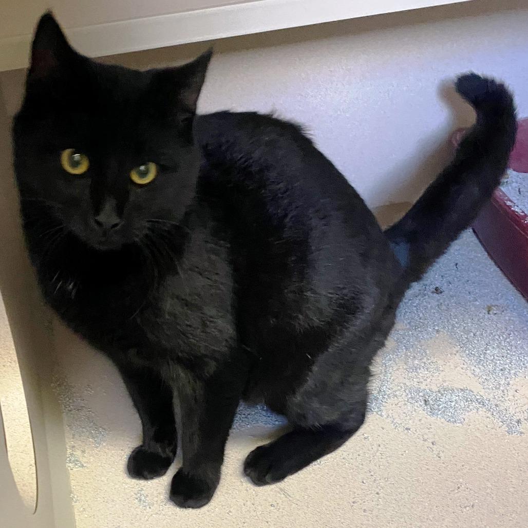 Enlarge Bud, a Adoptable Domestic Short Hair in Pagosa Springs, CO image 1/1