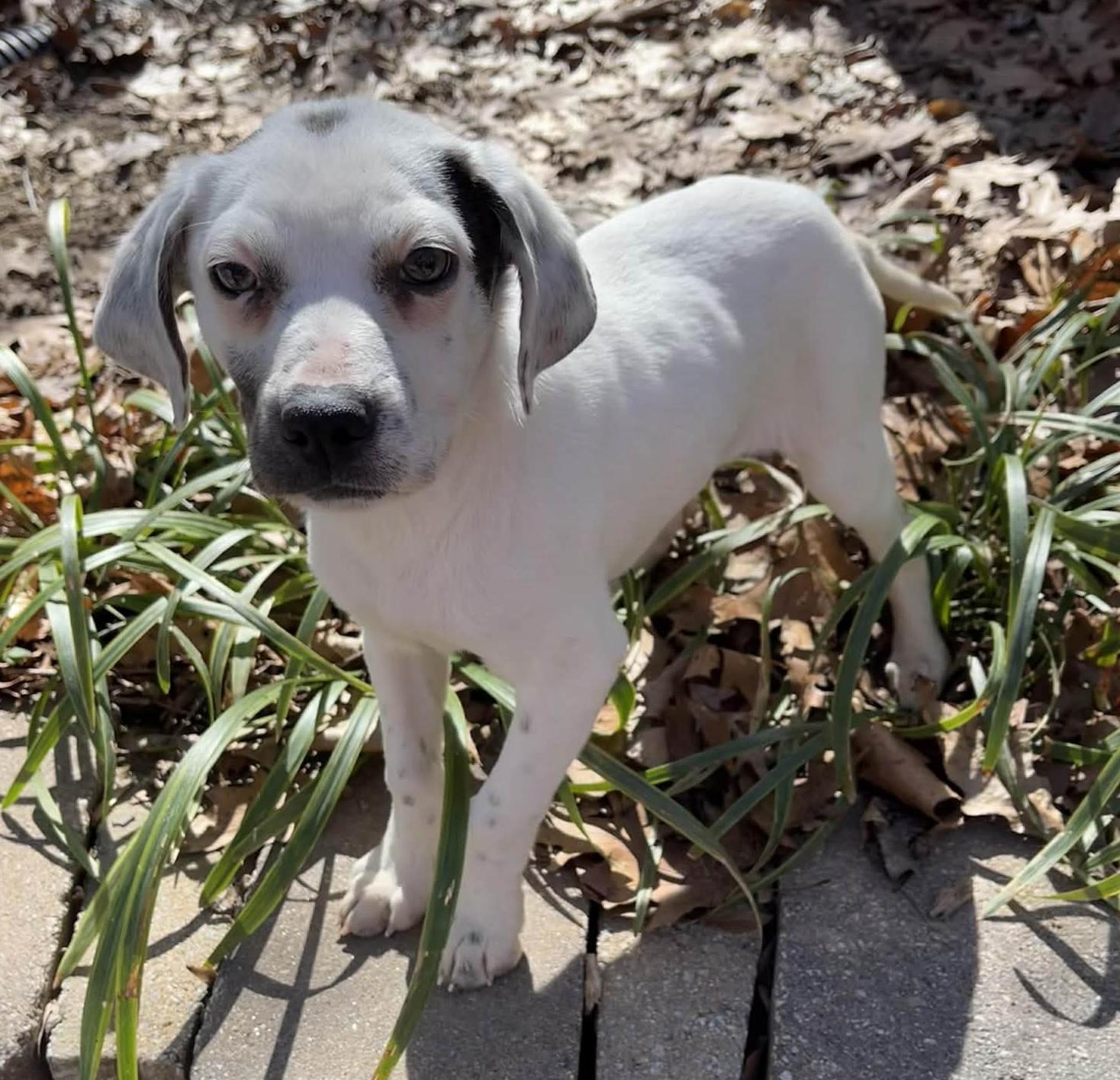 Enlarge Brielle, a ADOPTABLE mixed breed in Cumming, GA image 2/4