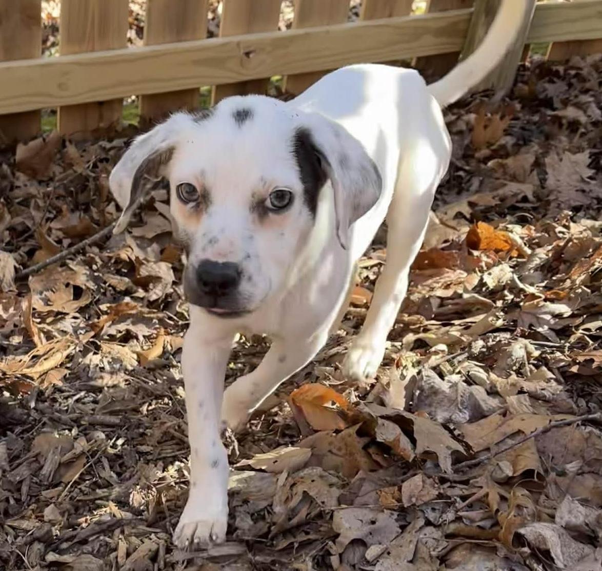 Enlarge Brielle, a ADOPTABLE mixed breed in Cumming, GA image 4/4