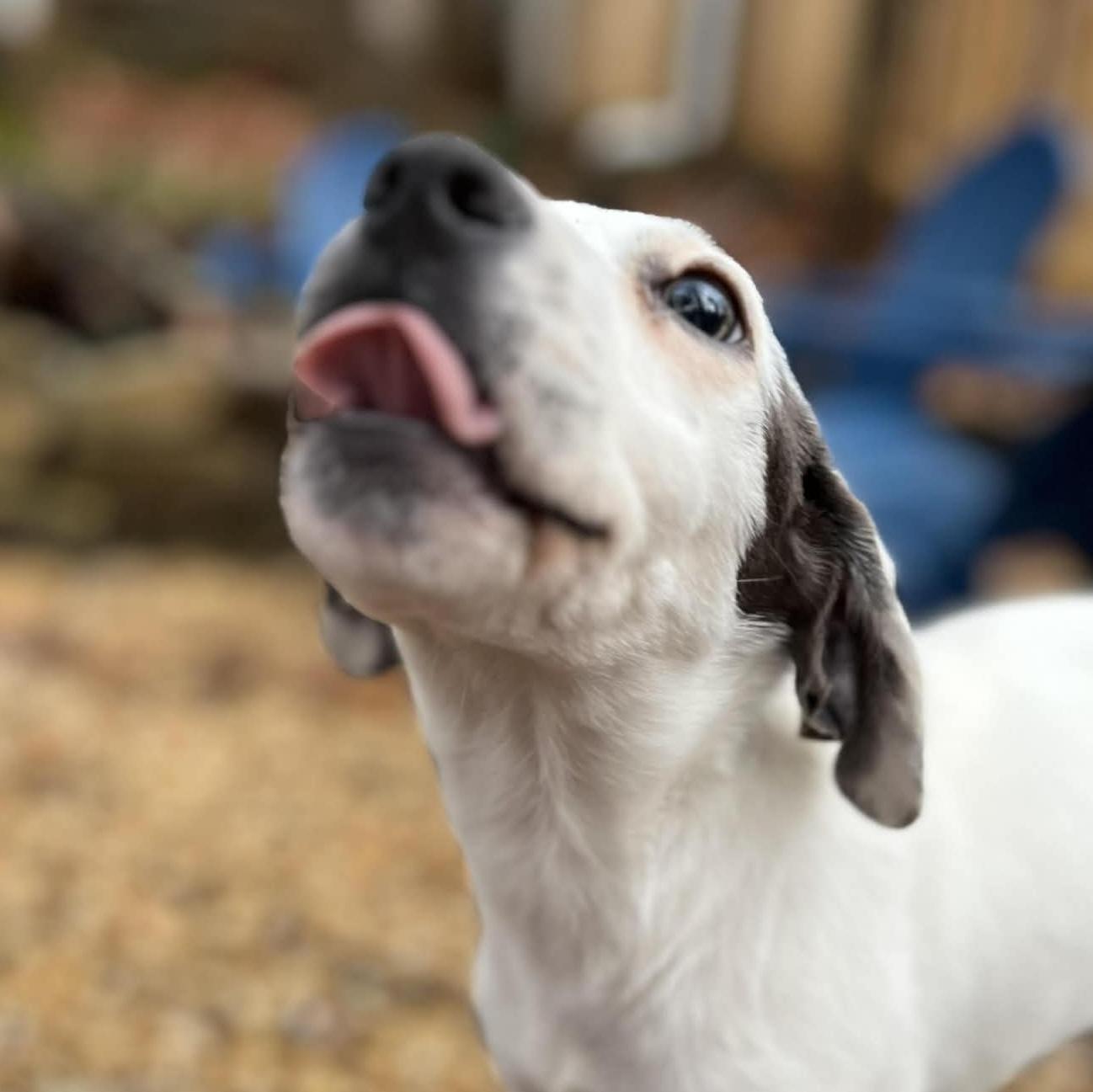 Enlarge Brielle, a ADOPTABLE mixed breed in Cumming, GA image 3/4
