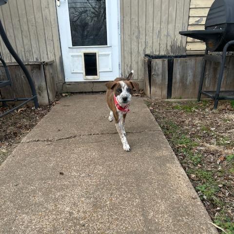 Cowboy, Adoptable, Puppy Male Australian Cattle Dog / Blue Heeler.
