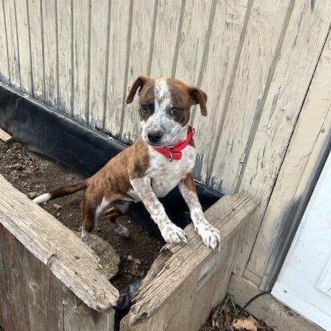 Enlarge Cowboy, a Adoptable Australian Cattle Dog / Blue Heeler in Lee's Summit, MO image 2/3