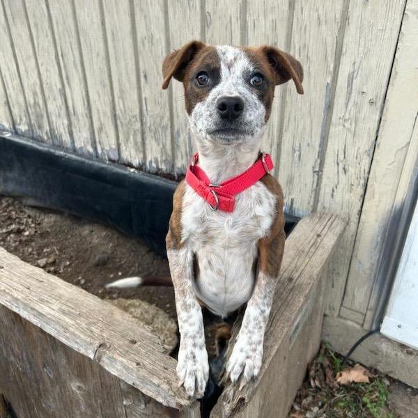 Enlarge Cowboy, a Adoptable Australian Cattle Dog / Blue Heeler in Lee's Summit, MO image 3/3