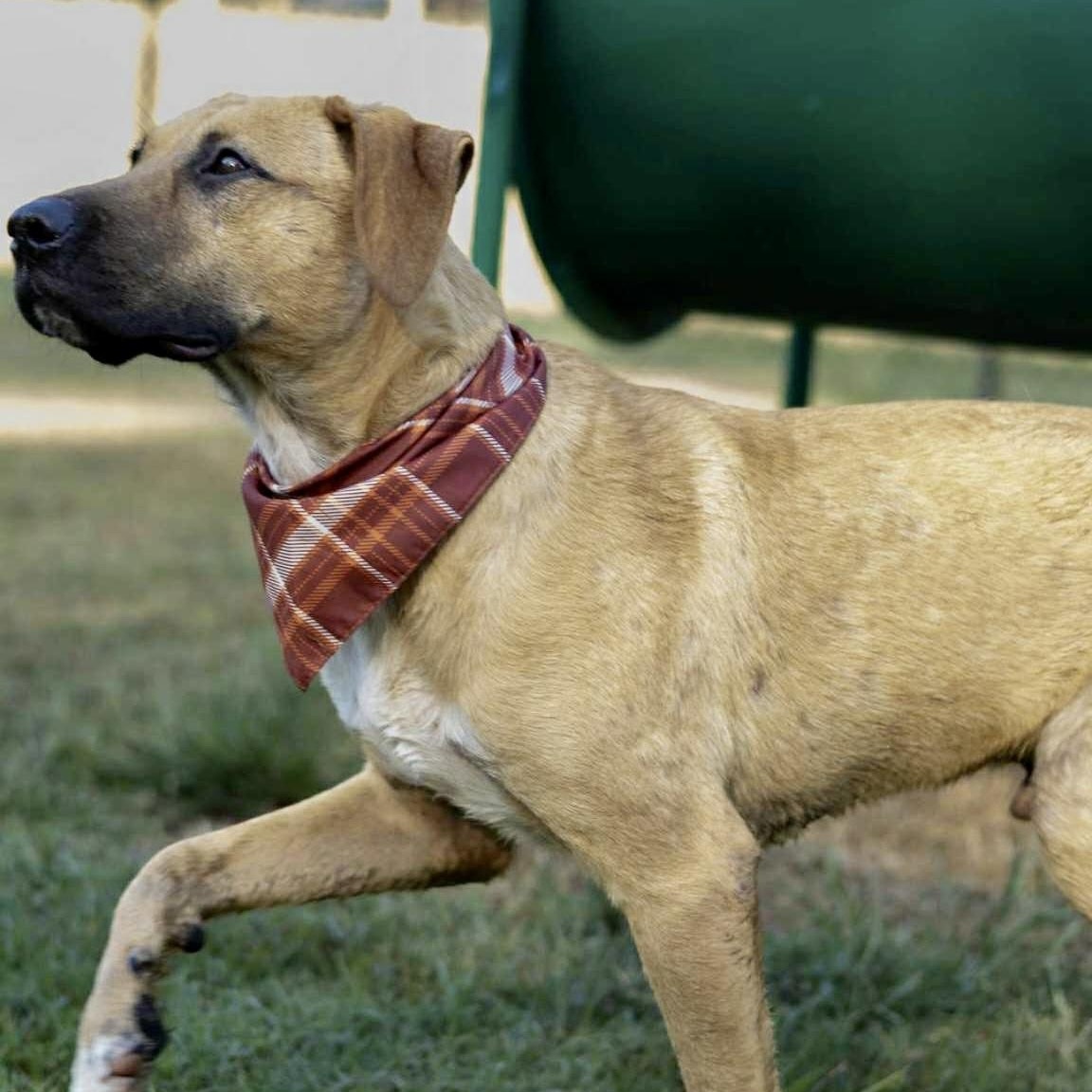 Newt - He Loves thumbnail 6