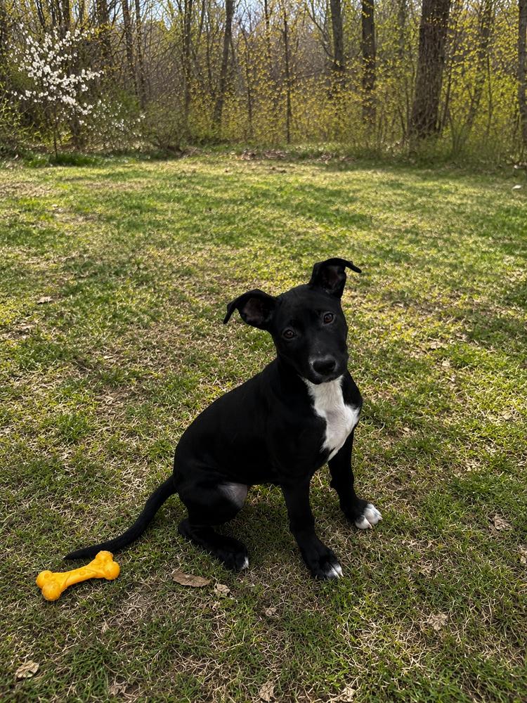 Enlarge DELLA, a Adoptable mixed breed in Thompson, PA image 1/6