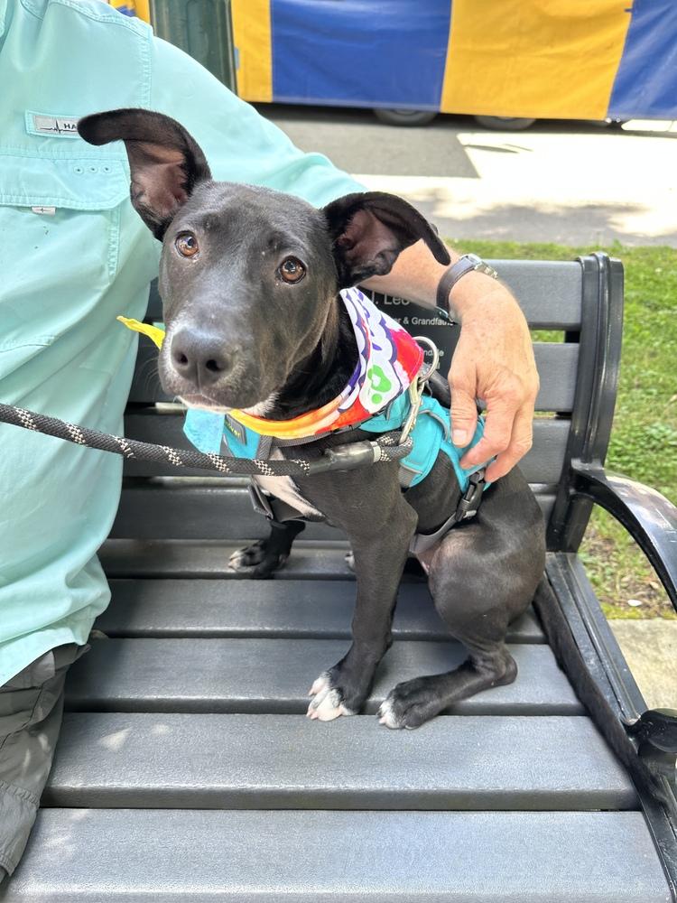 Enlarge DELLA, a Adoptable mixed breed in Thompson, PA image 2/6