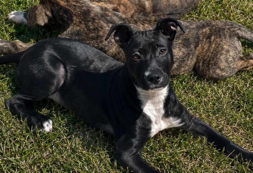 Enlarge DELLA, a Adoptable mixed breed in Thompson, PA image 2/6