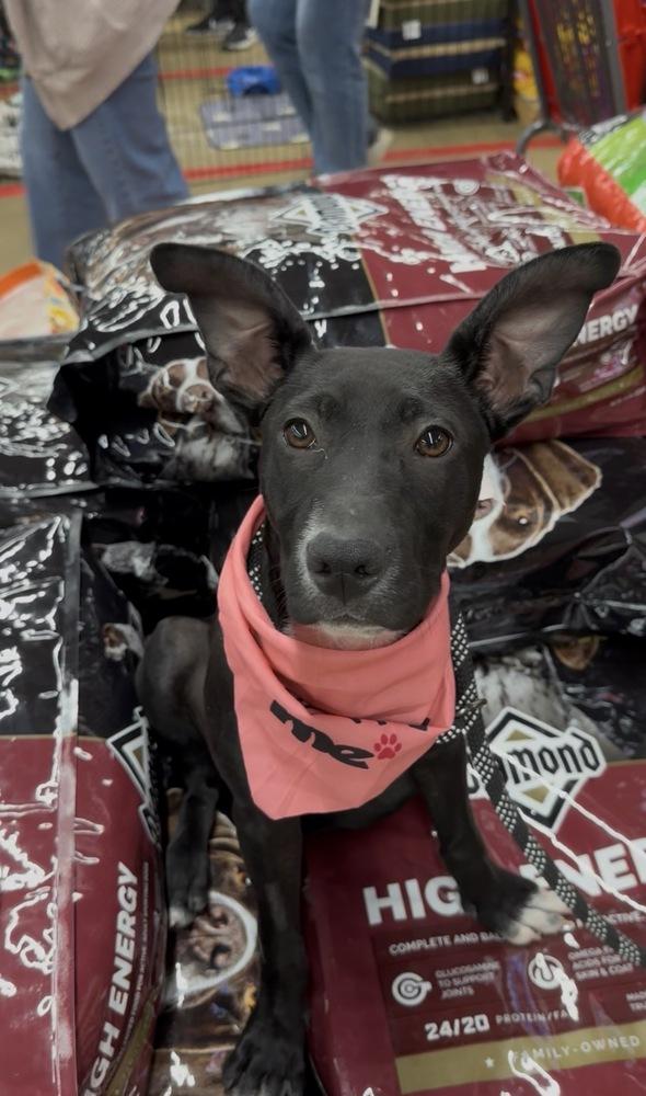Enlarge DELLA, a Adoptable mixed breed in Thompson, PA image 3/6