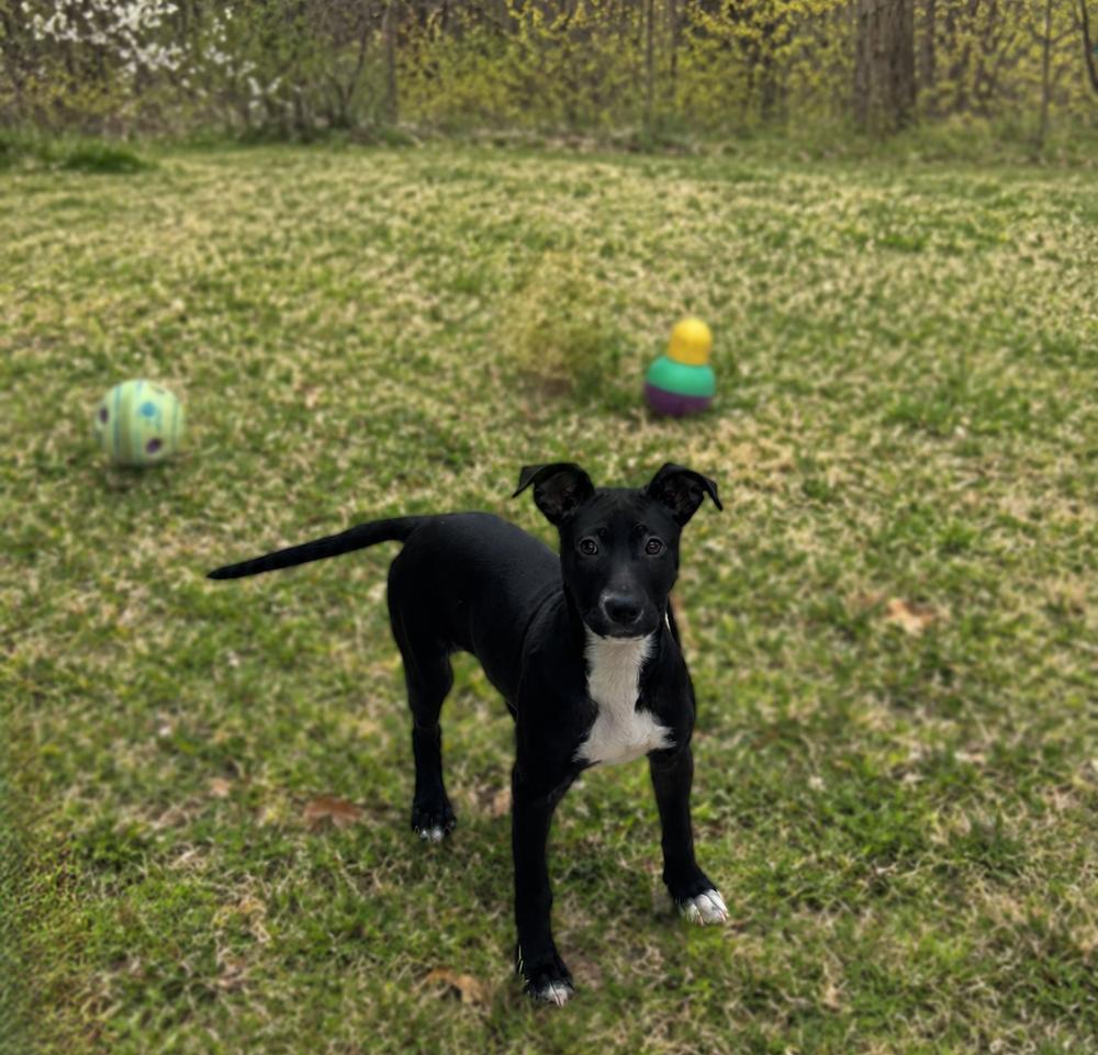 Enlarge DELLA, a Adoptable mixed breed in Thompson, PA image 3/6