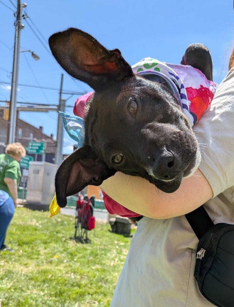 Enlarge DELLA, a Adoptable mixed breed in Thompson, PA image 4/6