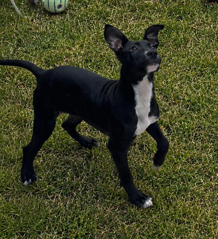 Enlarge DELLA, a Adoptable mixed breed in Thompson, PA image 5/6