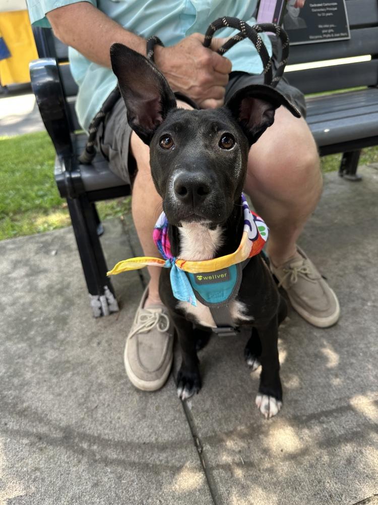 Enlarge DELLA, a Adoptable mixed breed in Thompson, PA image 6/6