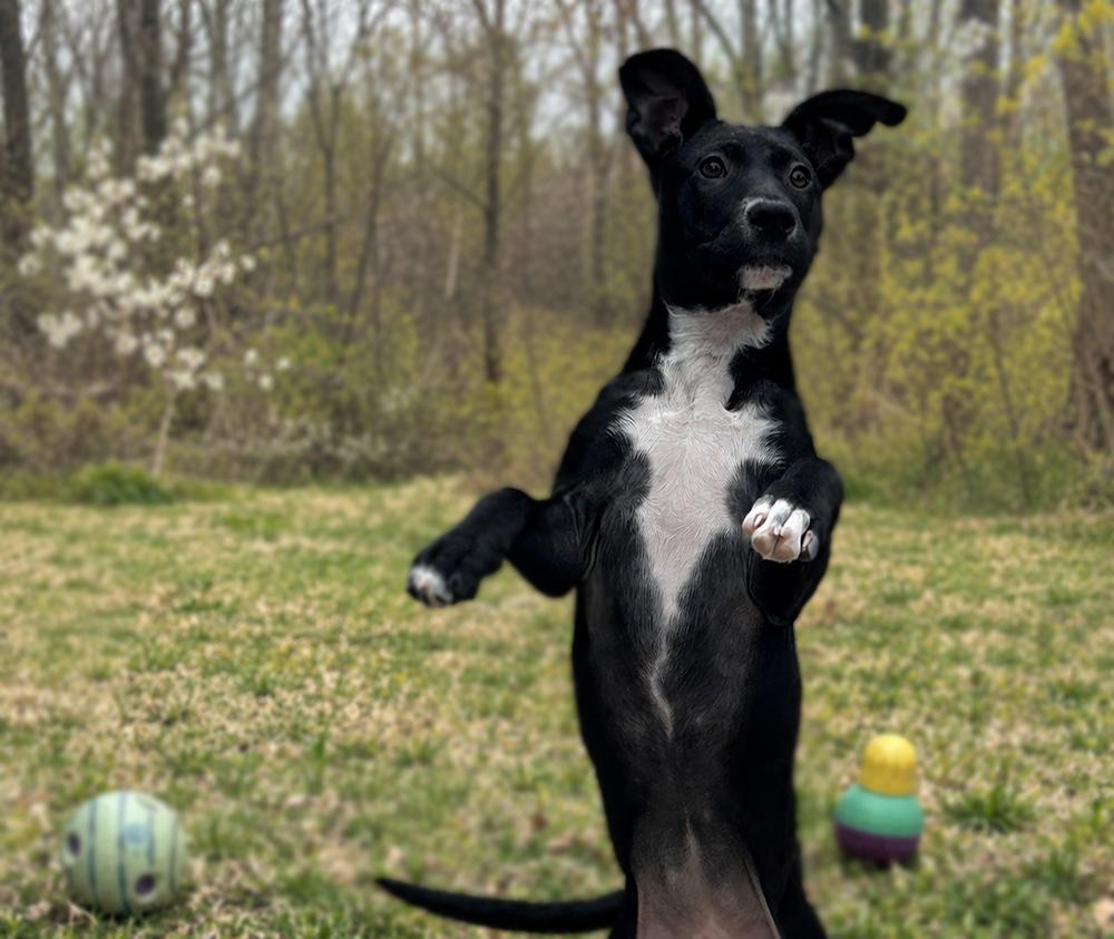 Enlarge DELLA, a Adoptable mixed breed in Thompson, PA image 6/6