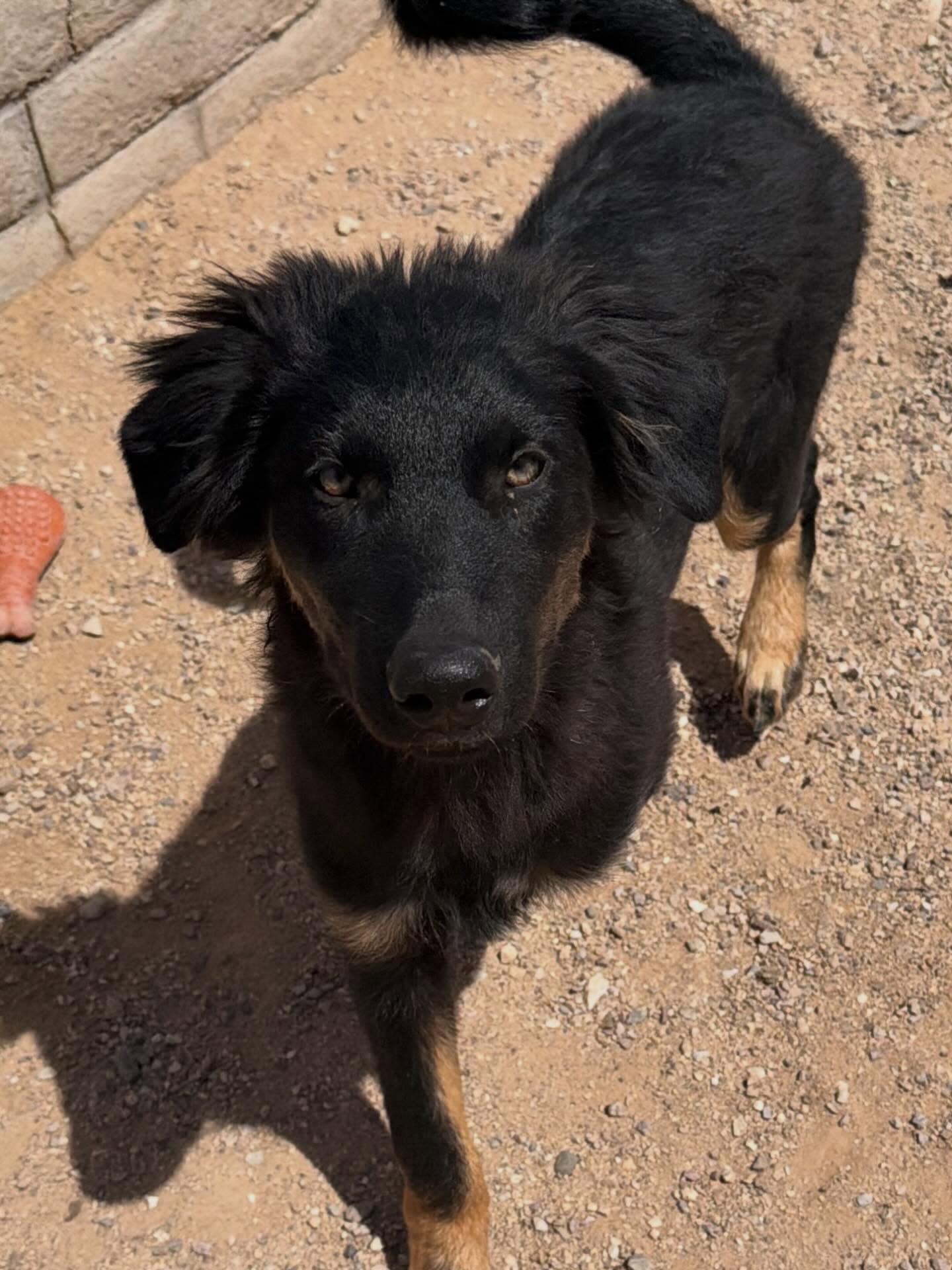 Enlarge Rufio, a ADOPTABLE mixed breed in Tucson, AZ image 1/3