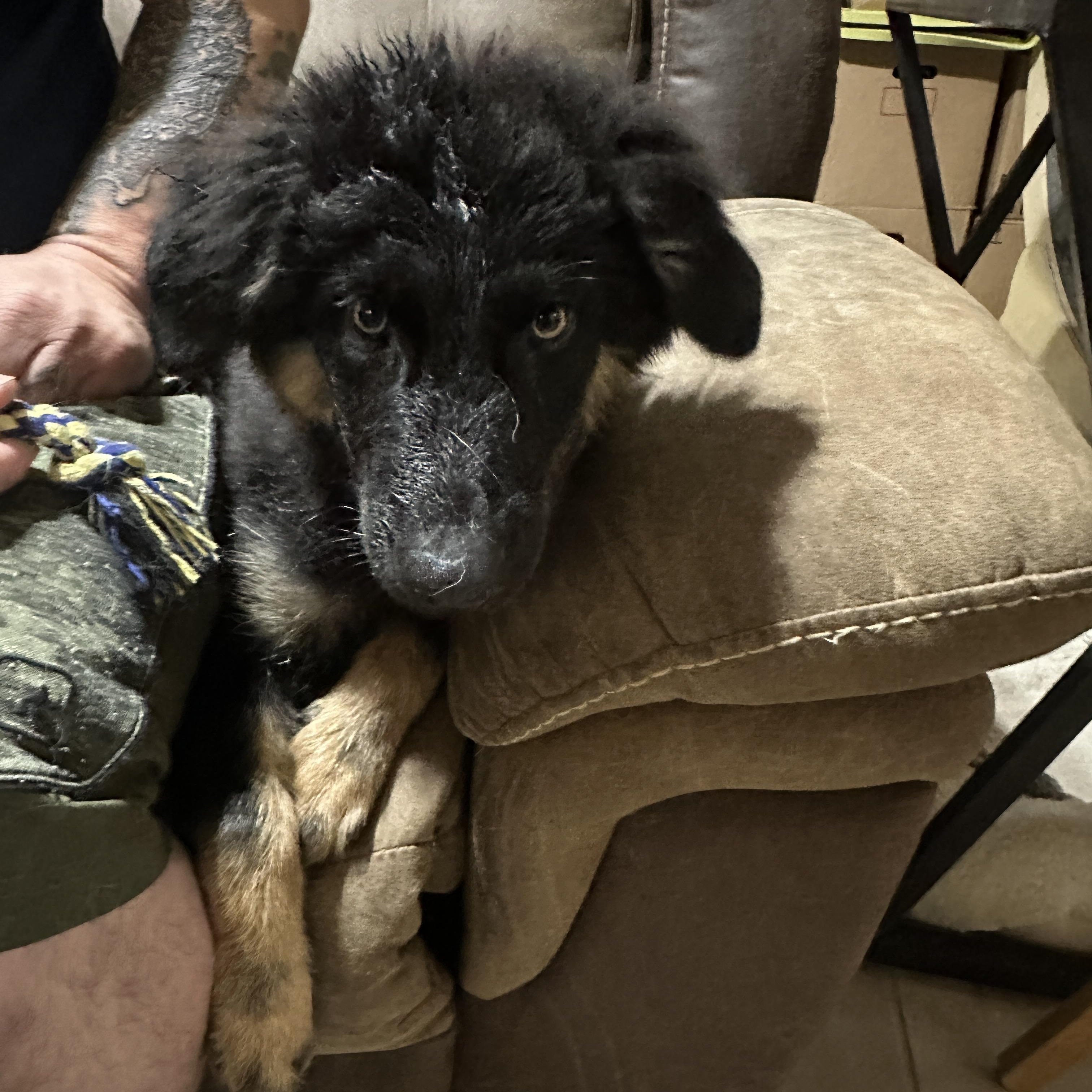 Enlarge Rufio, a ADOPTABLE mixed breed in Tucson, AZ image 2/3