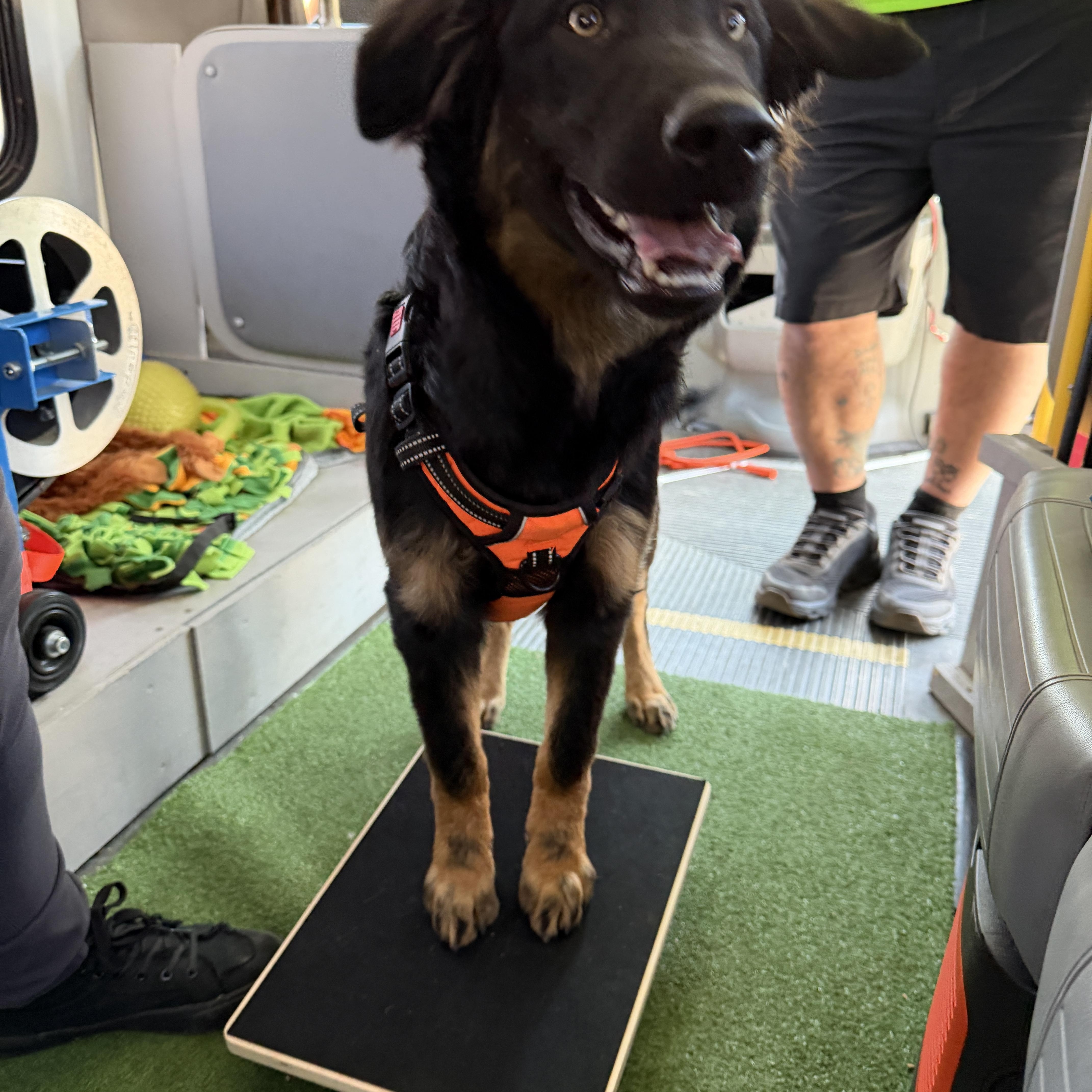 Enlarge Rufio, a ADOPTABLE mixed breed in Tucson, AZ image 2/2