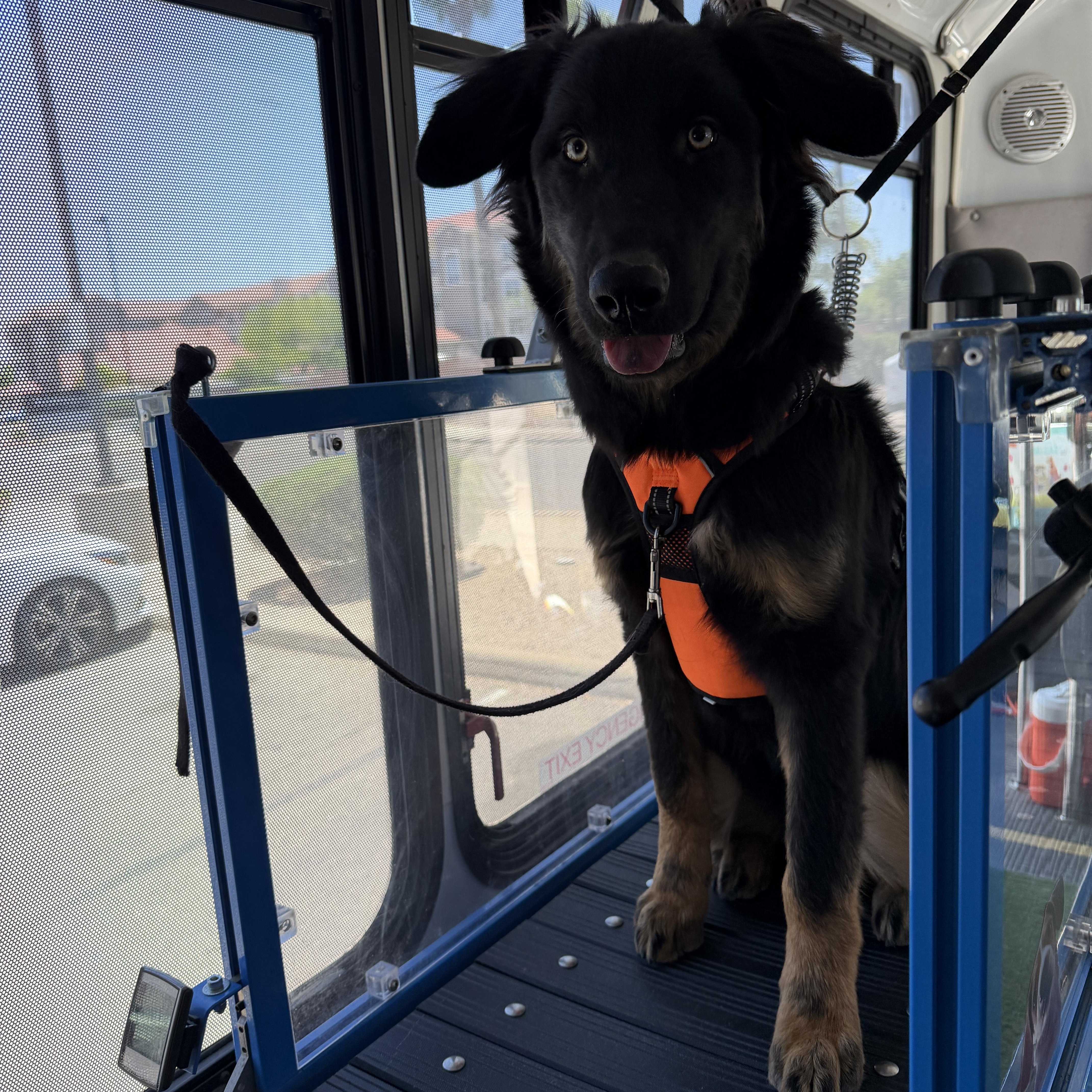 Rufio, ADOPTABLE, Young Male German Shepherd Dog.