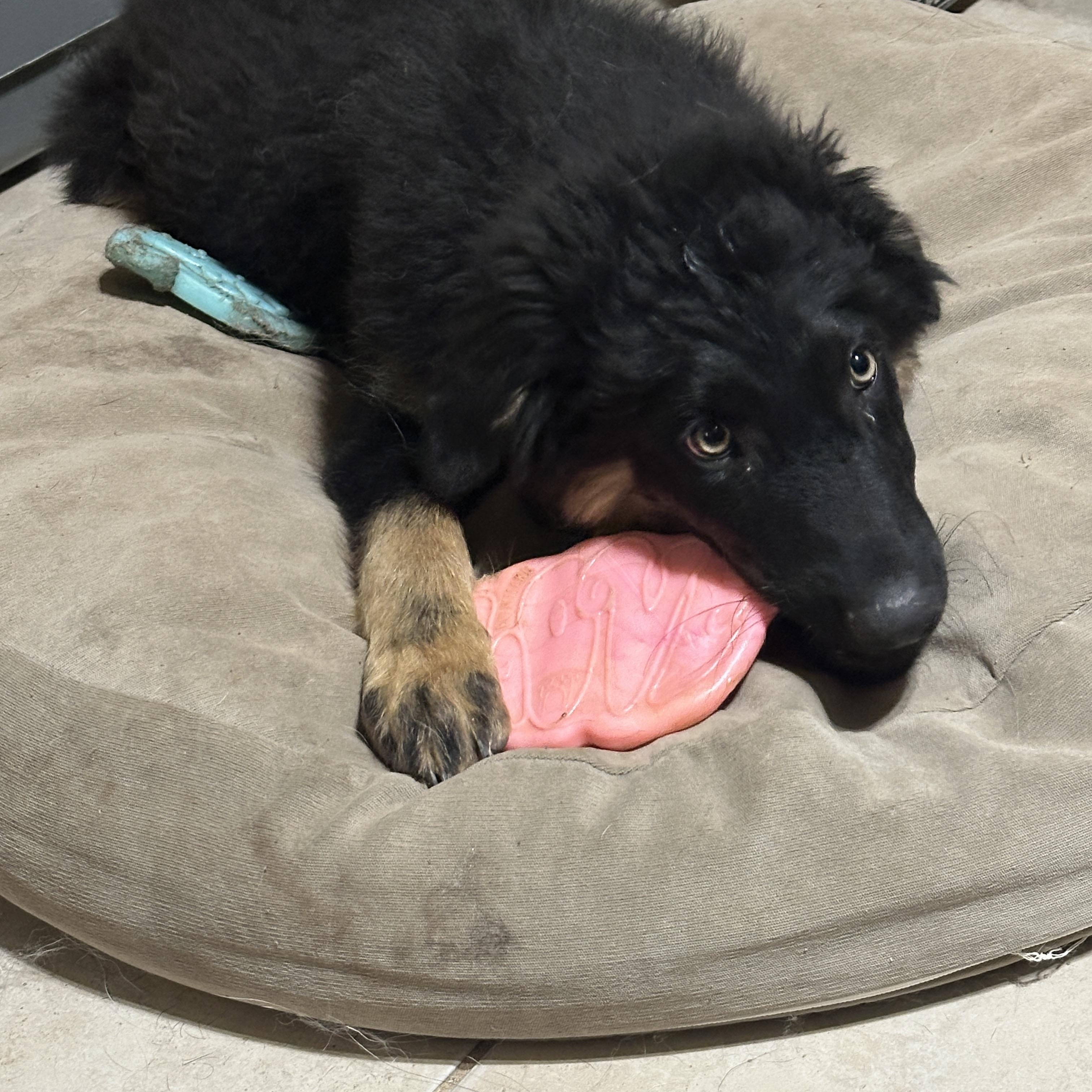 Enlarge Rufio, a ADOPTABLE mixed breed in Tucson, AZ image 3/3
