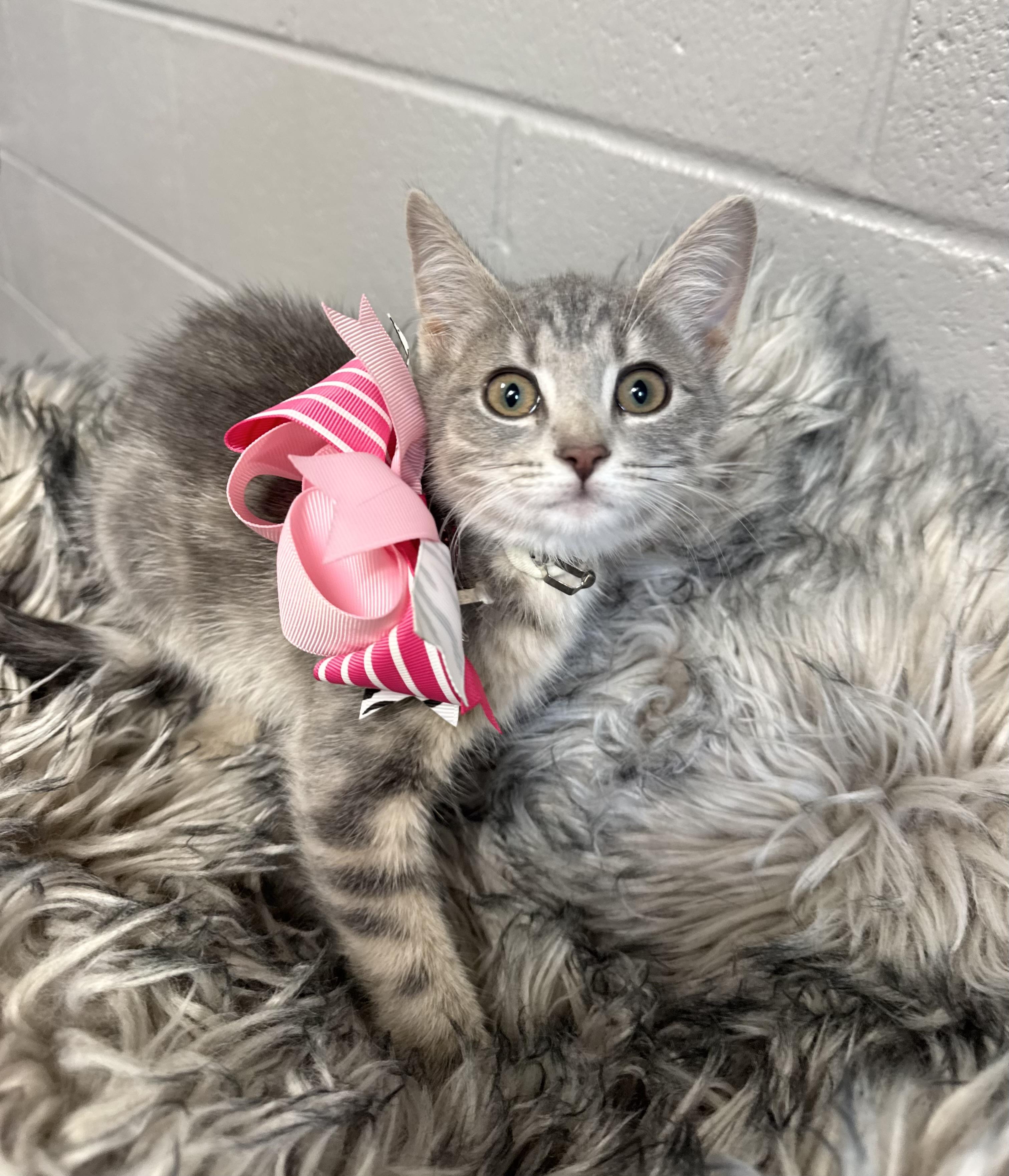 Purrfect Brittany, a ADOPTABLE mixed breed in West Hartford , CT image 4/4