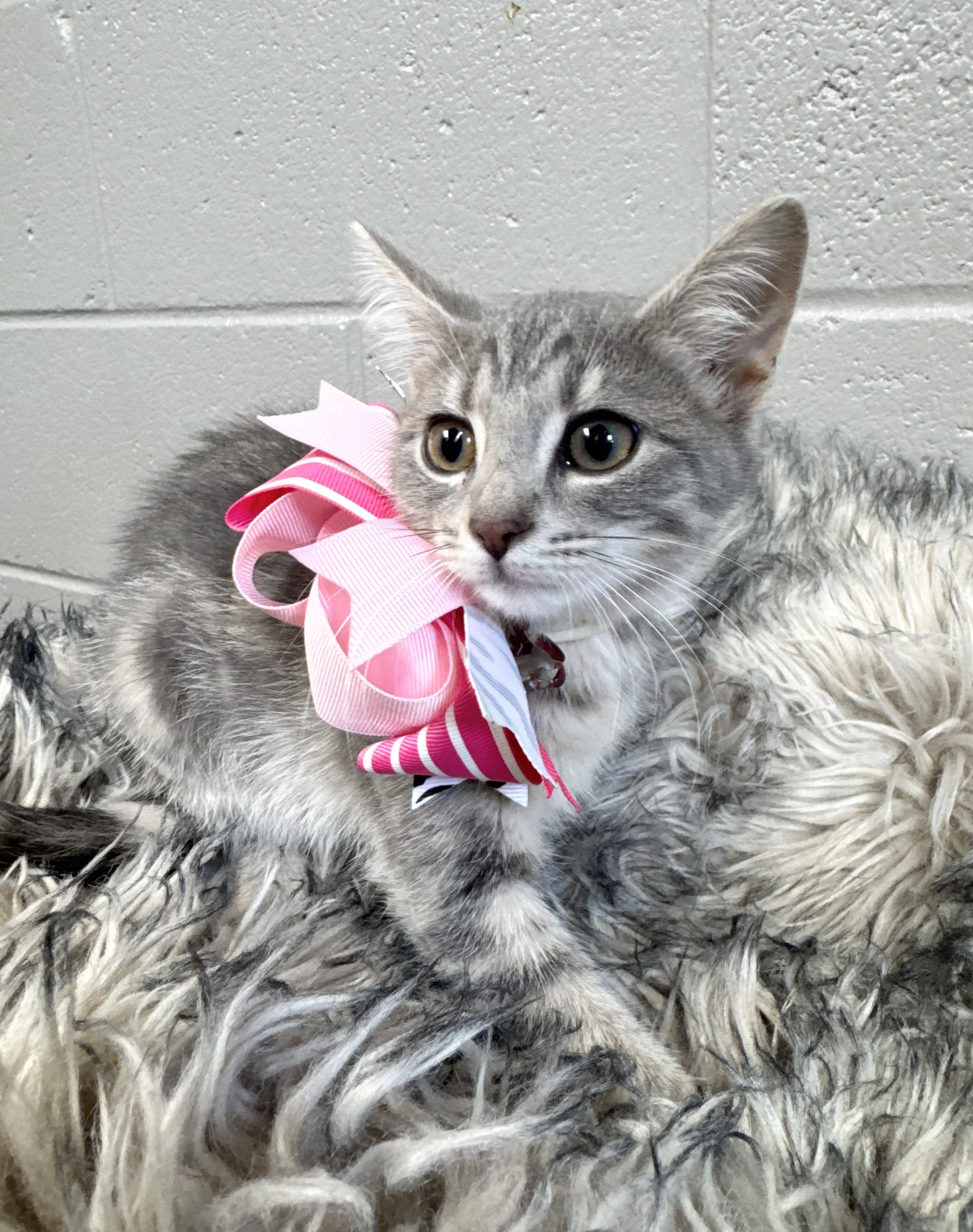 Purrfect Brittany, ADOPTABLE, Kitten Female Maine Coon & Domestic Medium Hair.