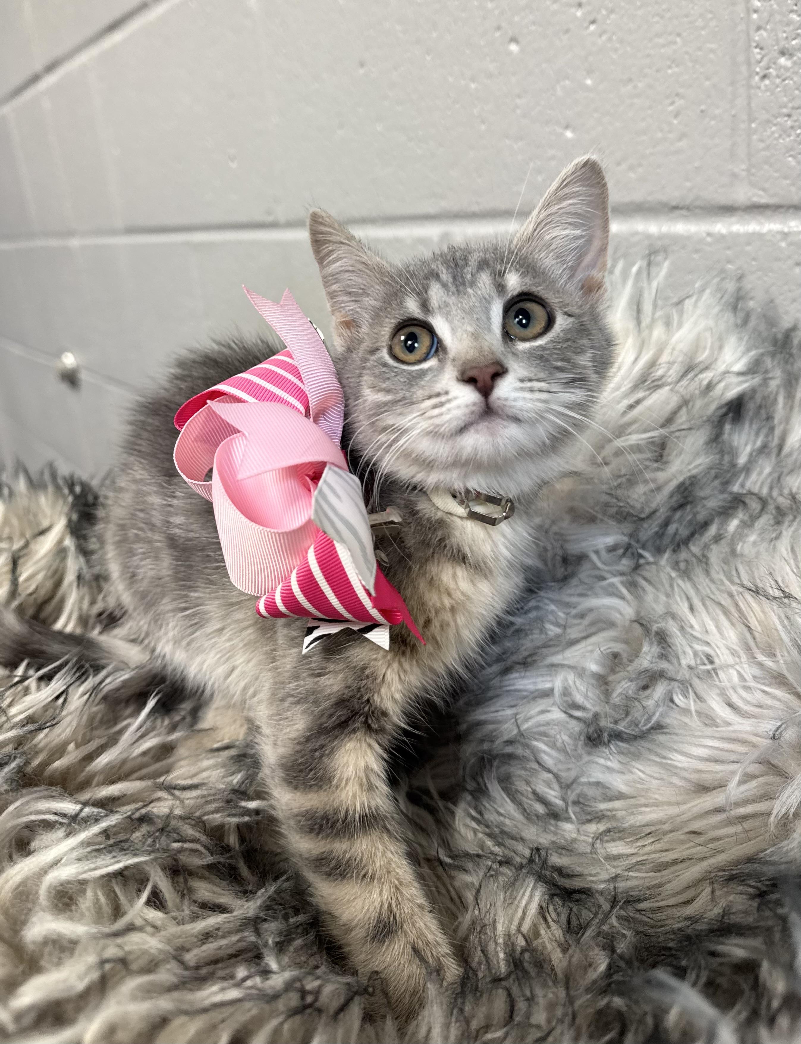 Purrfect Brittany, a ADOPTABLE mixed breed in West Hartford , CT image 3/4