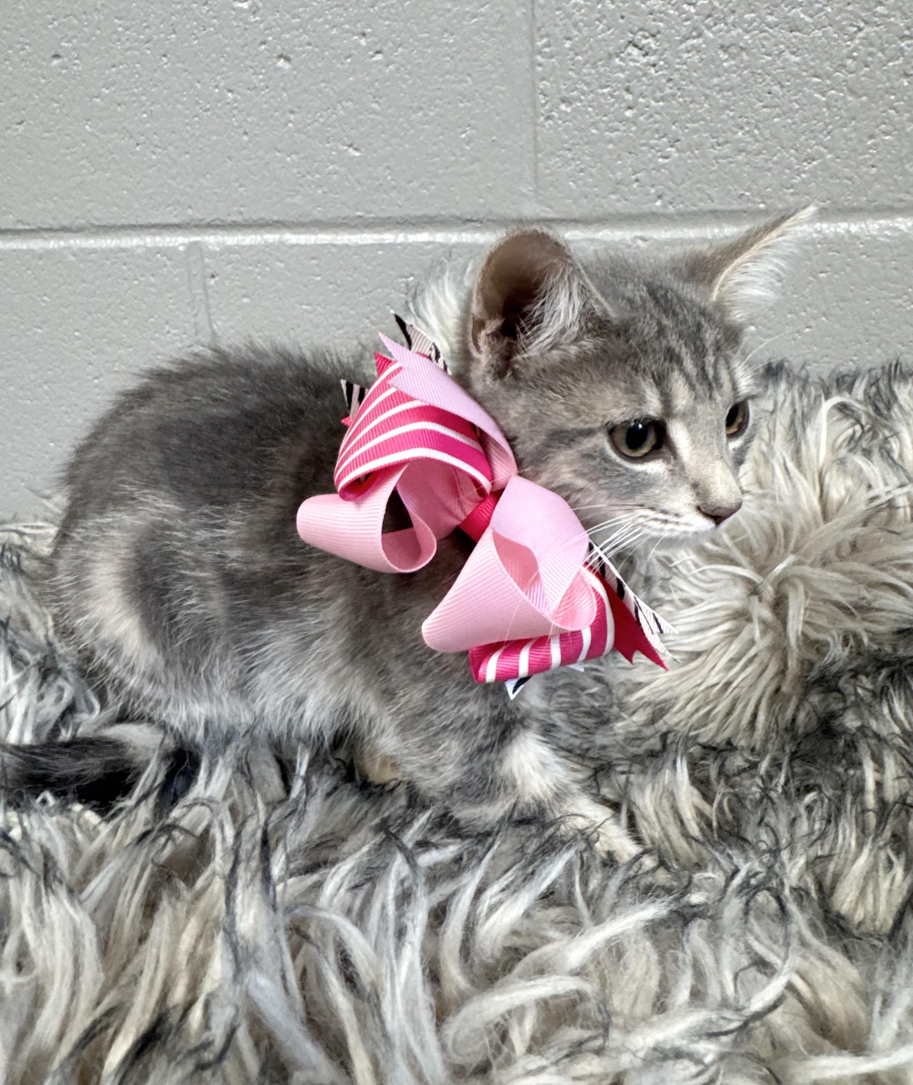 Purrfect Brittany, a ADOPTABLE mixed breed in West Hartford , CT image 2/4