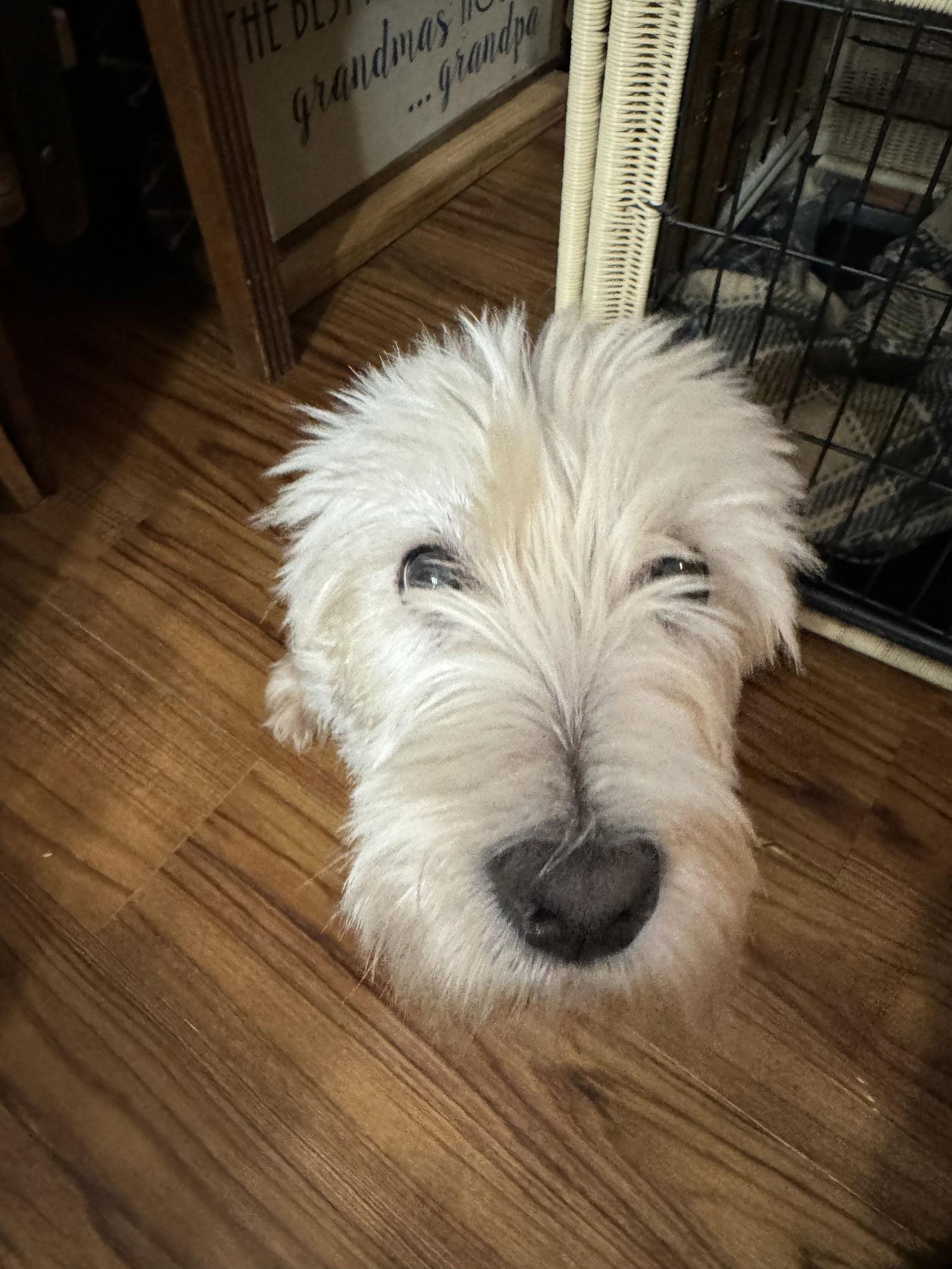 Enlarge Carla, a Adoptable West Highland White Terrier / Westie in Sioux Falls, SD image 1/2