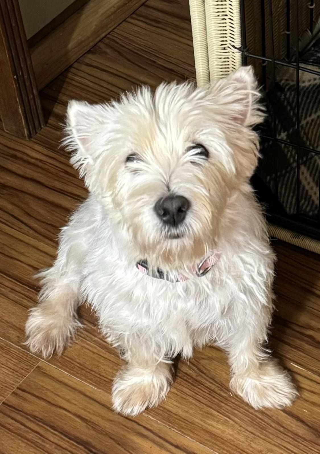 Enlarge Carla, a Adoptable West Highland White Terrier / Westie in Sioux Falls, SD image 2/2