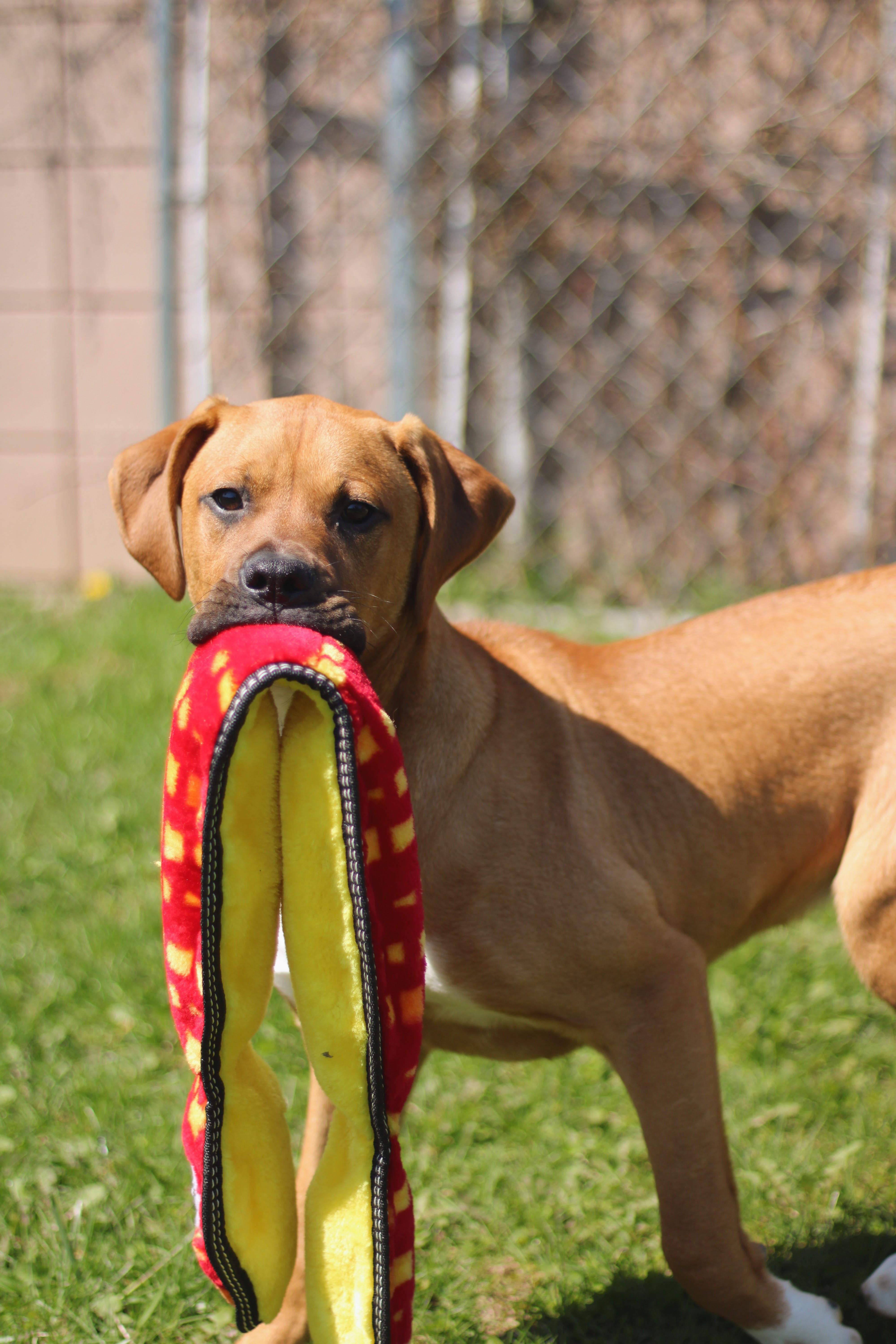Farley, an adopted mixed breed in Battle Creek, MI image 3/6