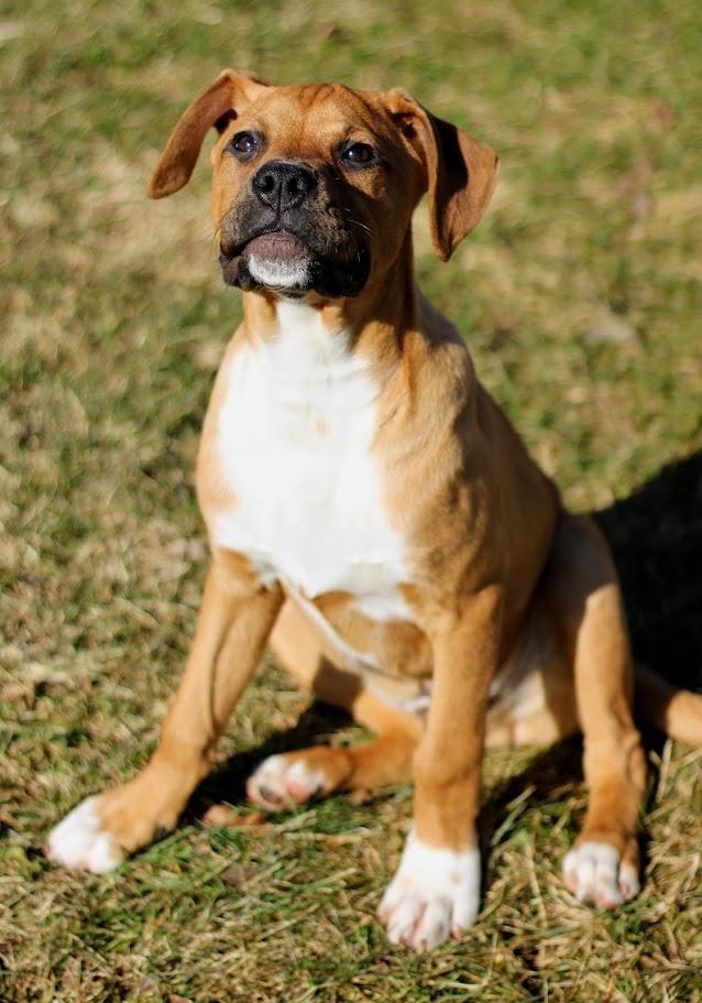 Farley, an adopted mixed breed in Battle Creek, MI image 5/6