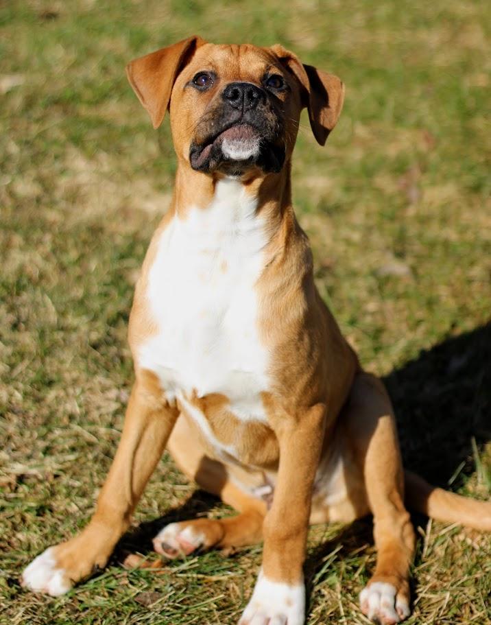 Farley, an adopted mixed breed in Battle Creek, MI image 6/6