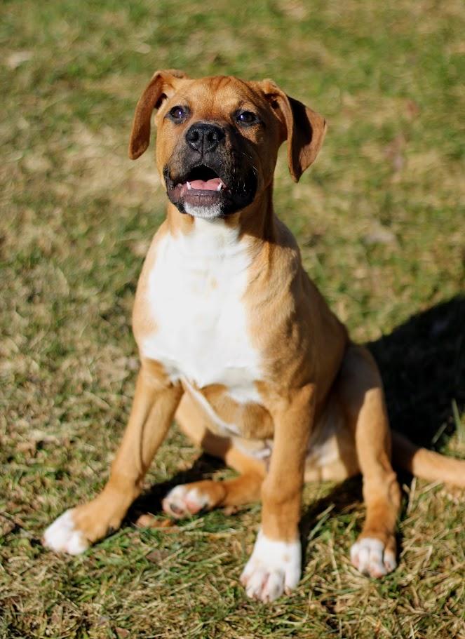 Farley, an adopted mixed breed in Battle Creek, MI image 4/6