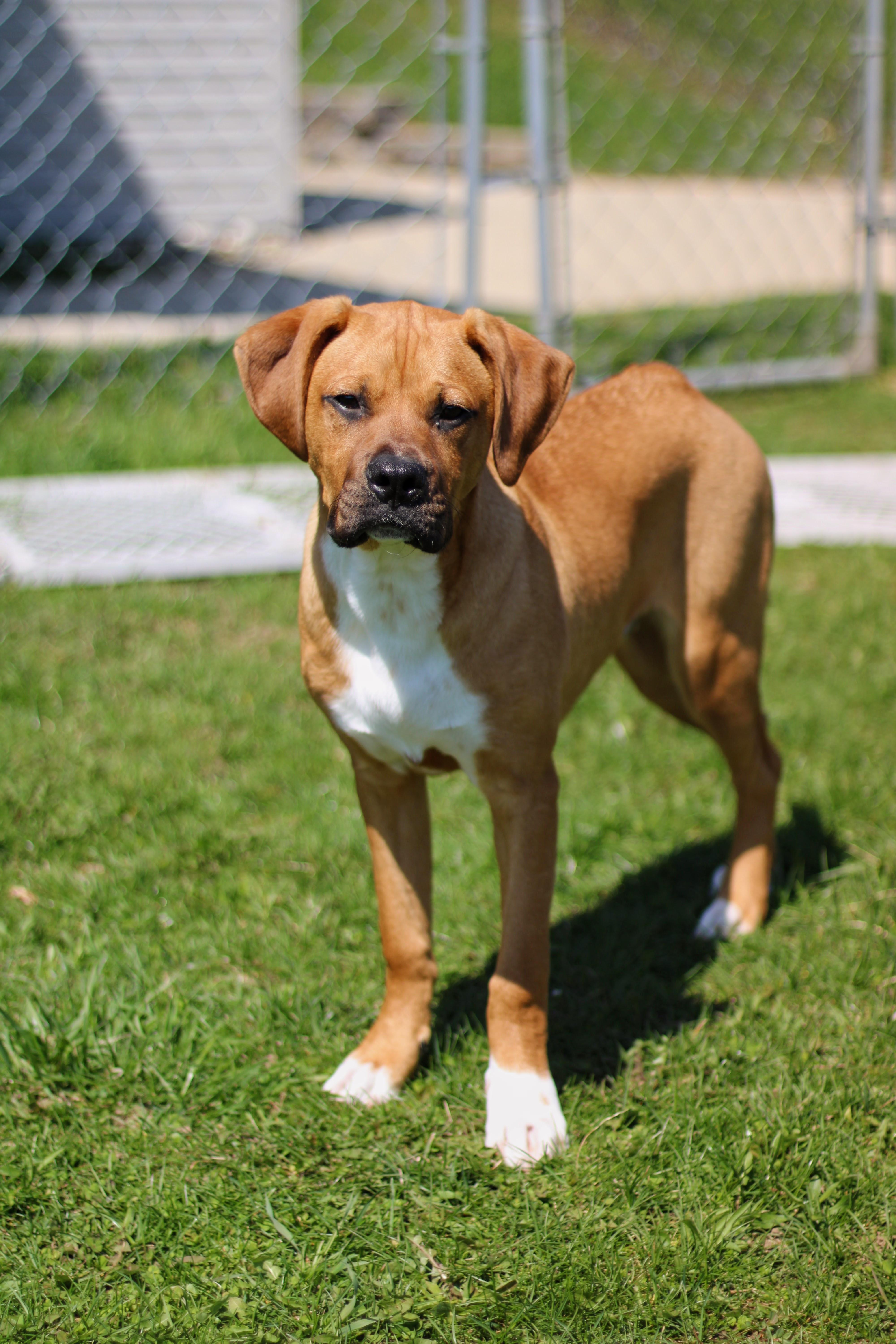 Farley, adopted, Puppy Male Boxer.