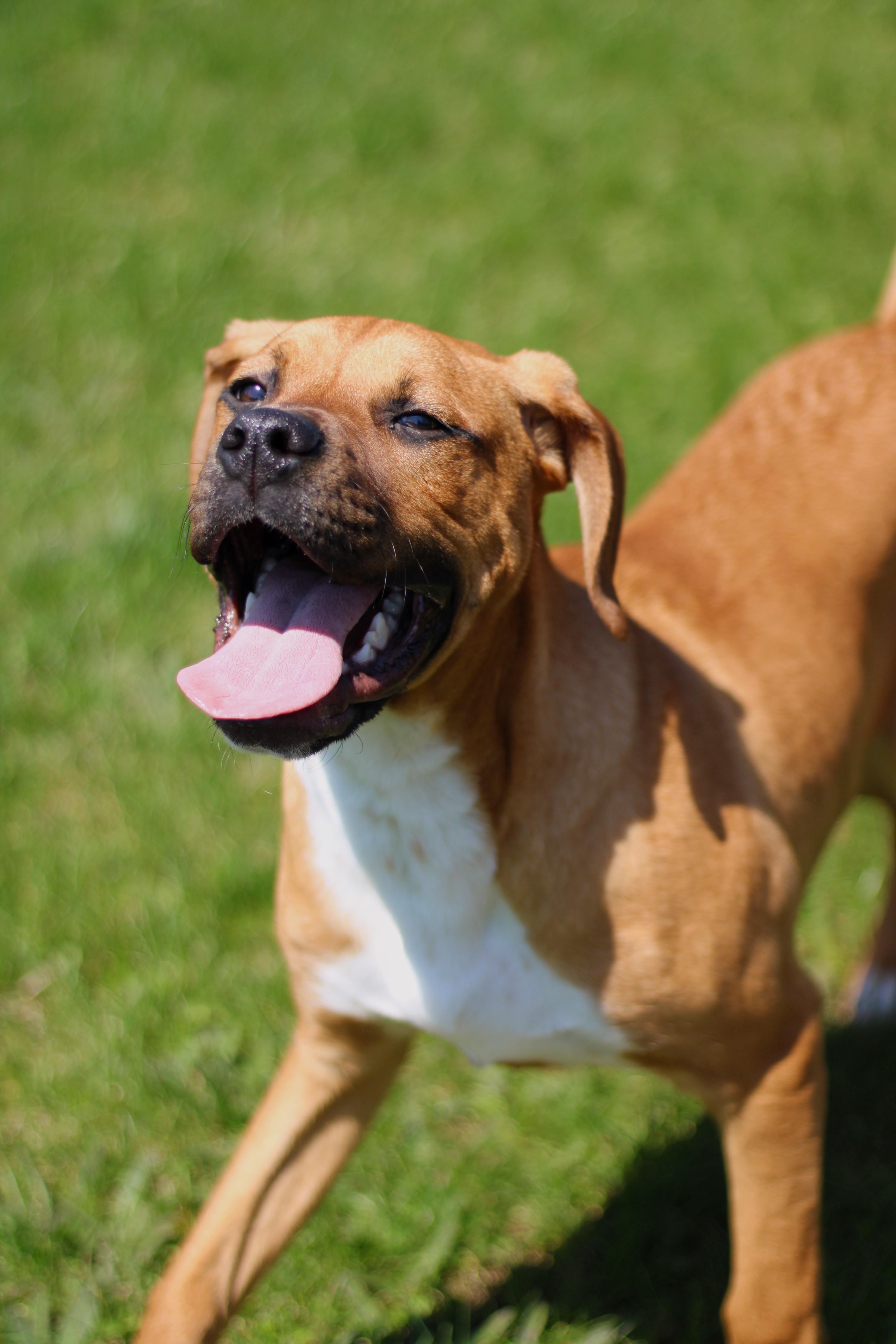 Farley, an adopted mixed breed in Battle Creek, MI image 2/6